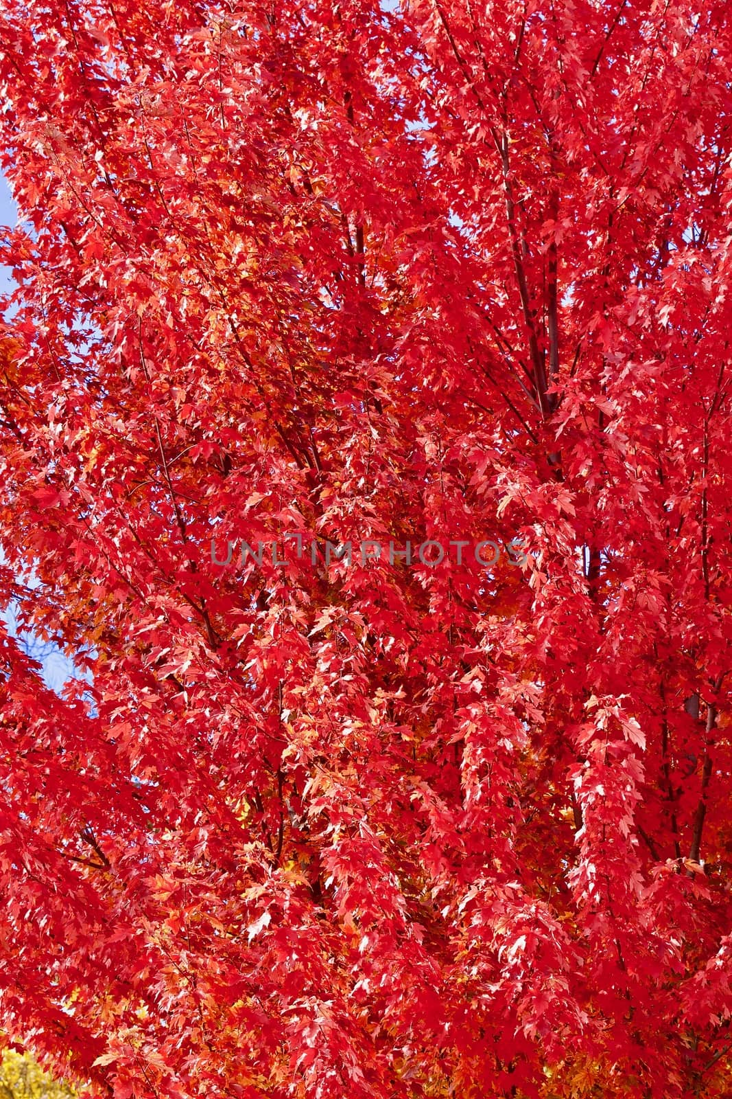 Autumn read maple leaves
