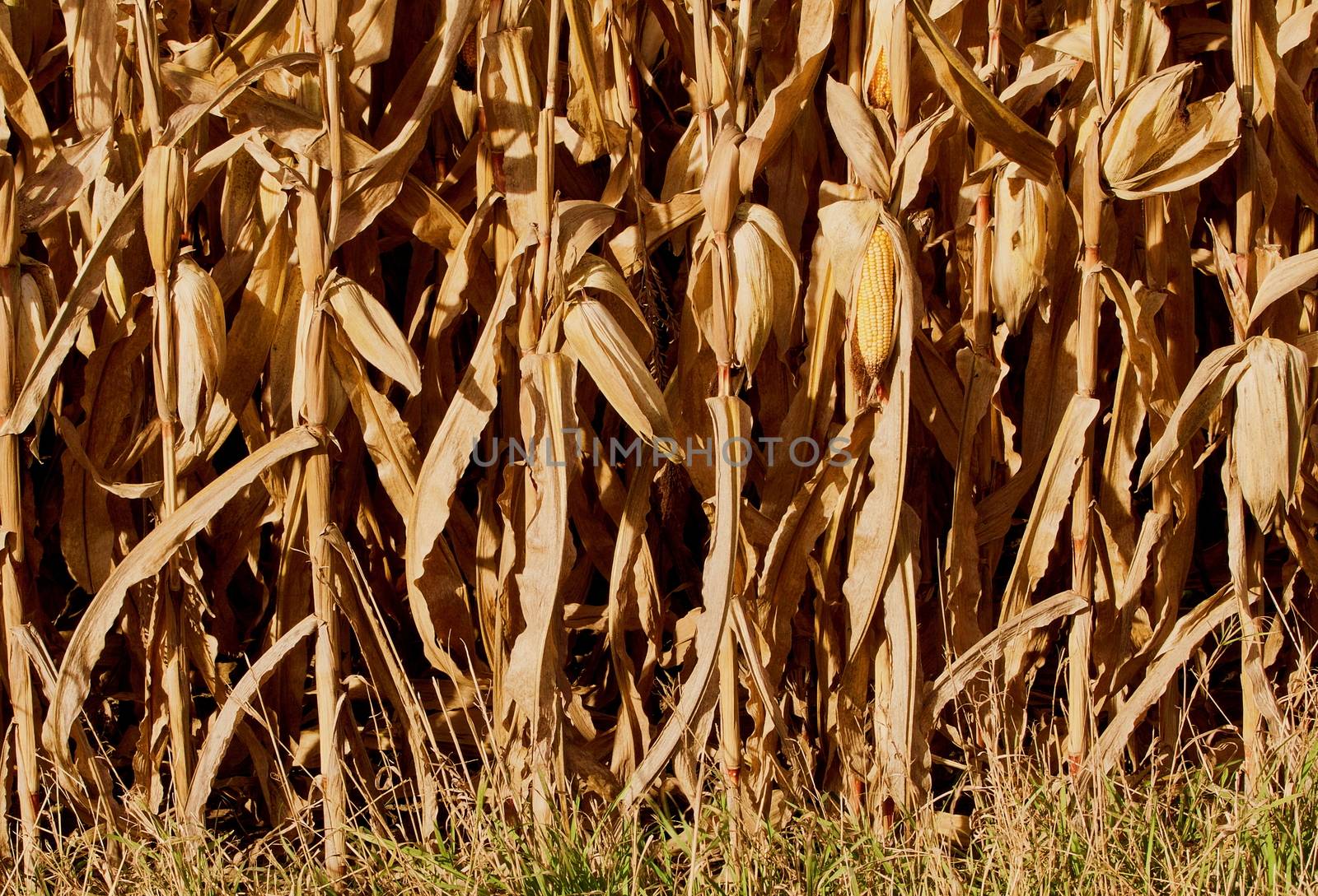 Ripe corn waiting harvest