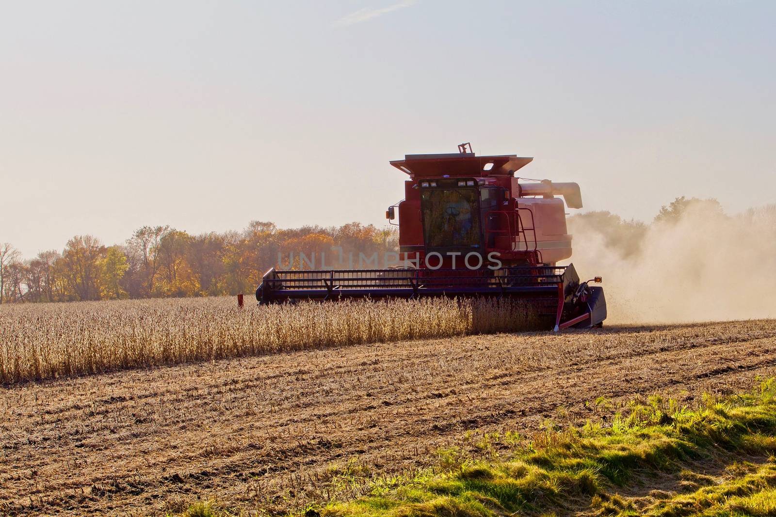 Combining soy beans