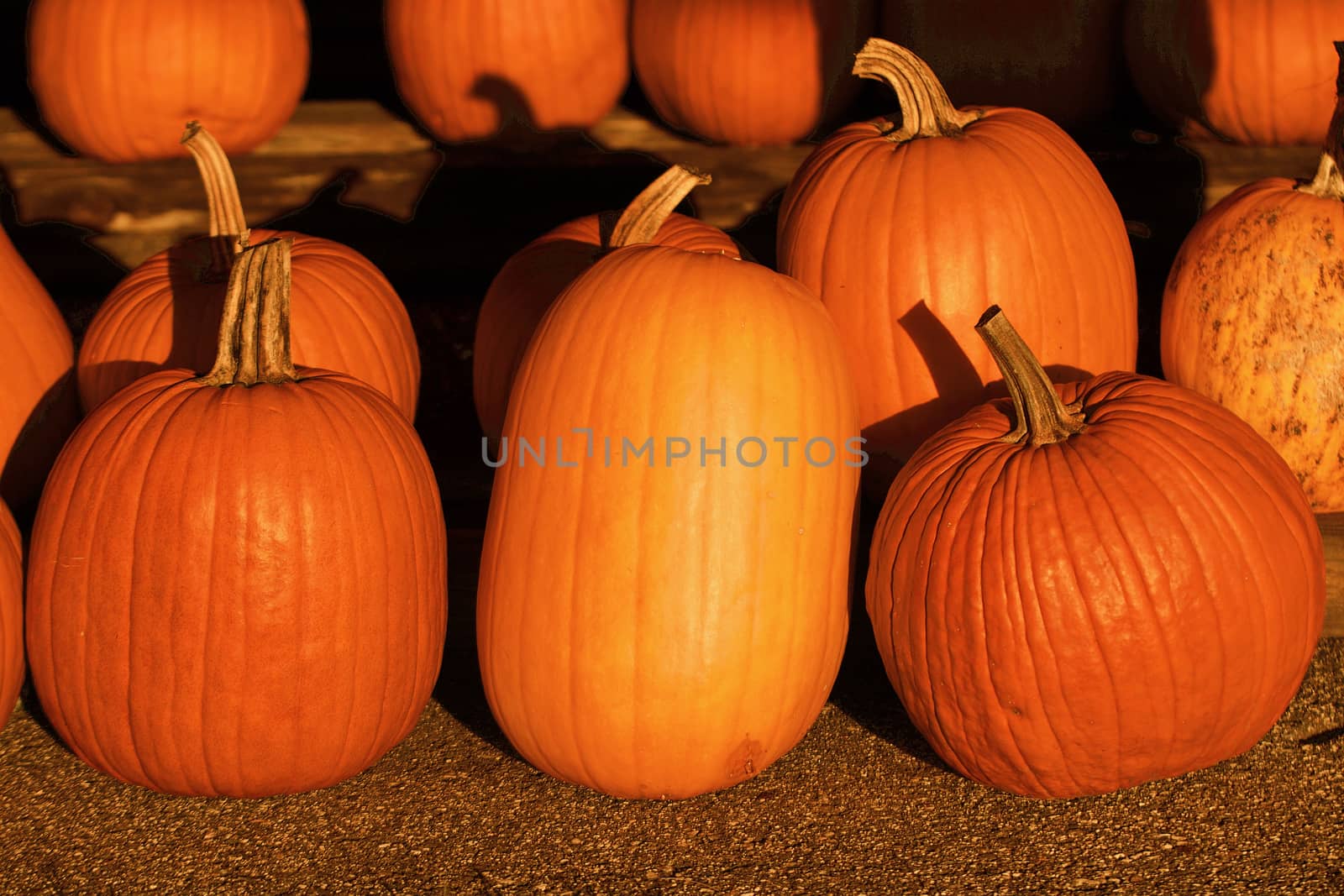 Pumpkins in the sunset