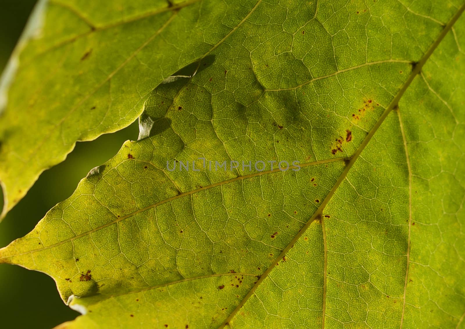 Back lit leaf closeup