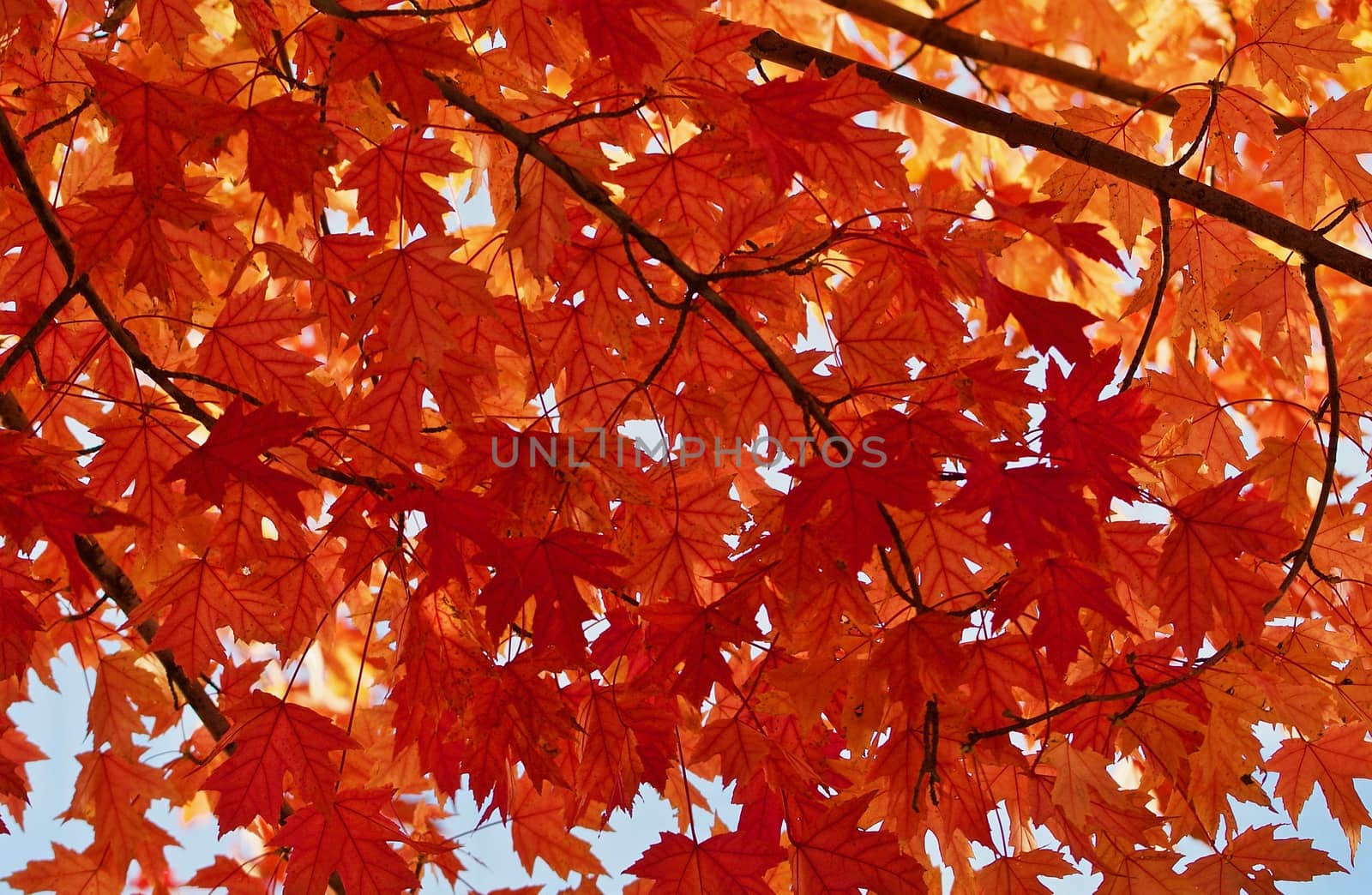 Red maple leaves against the sky