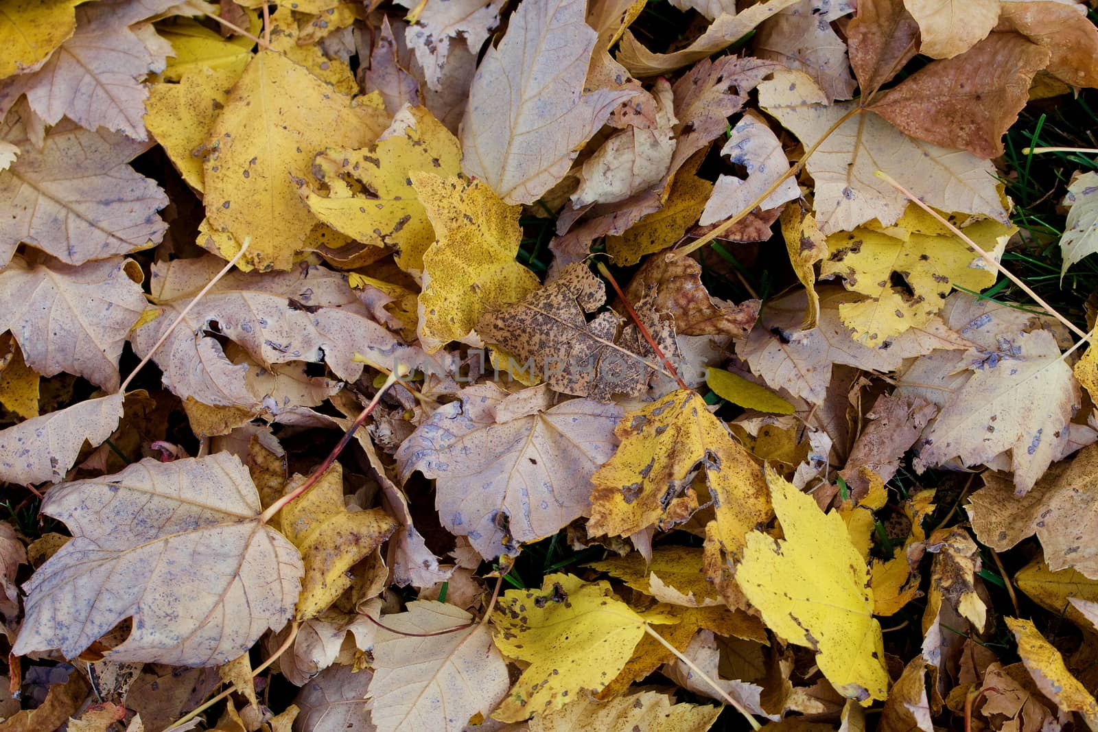 Golden fallen leaves