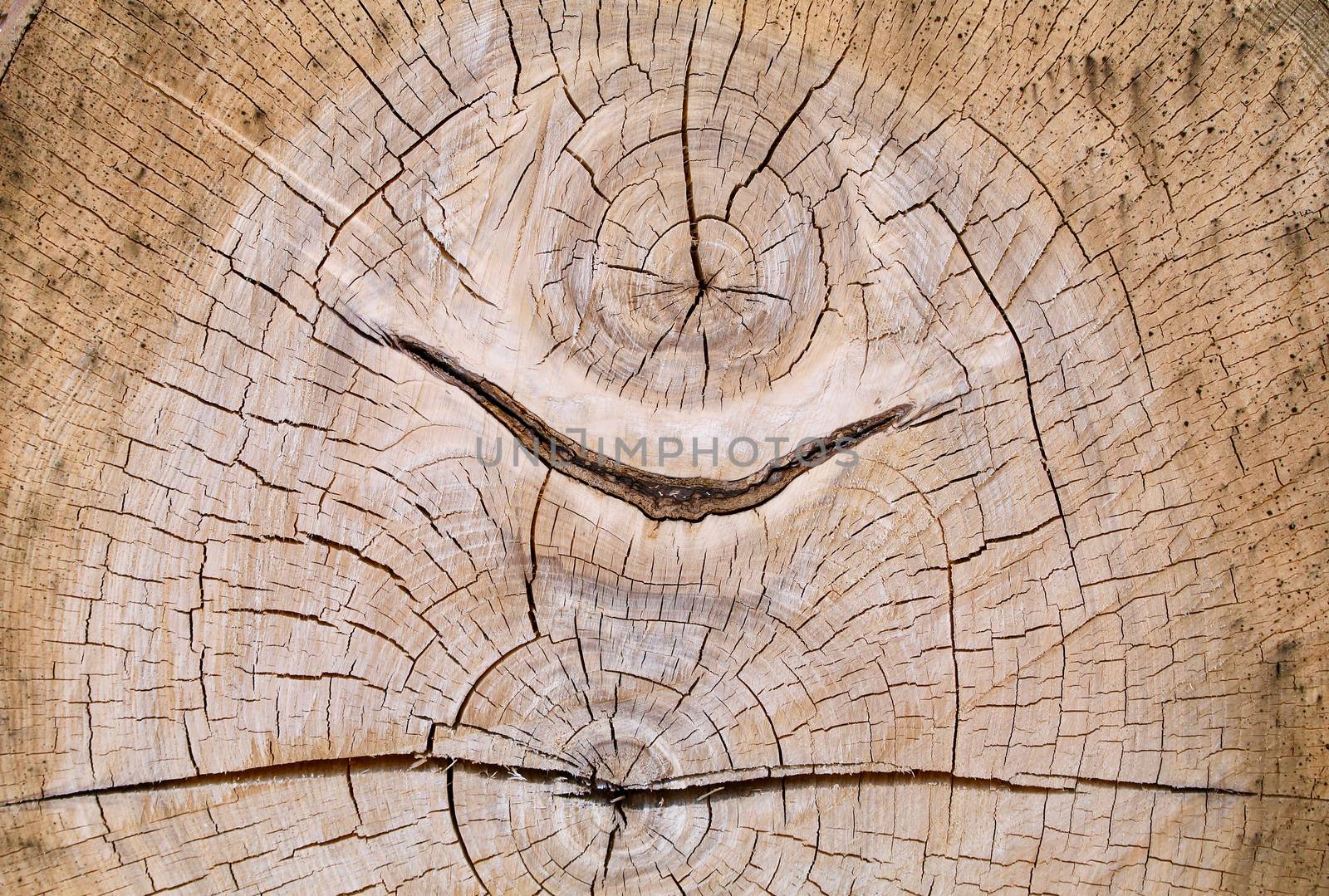 Dual core cross section of an old oak