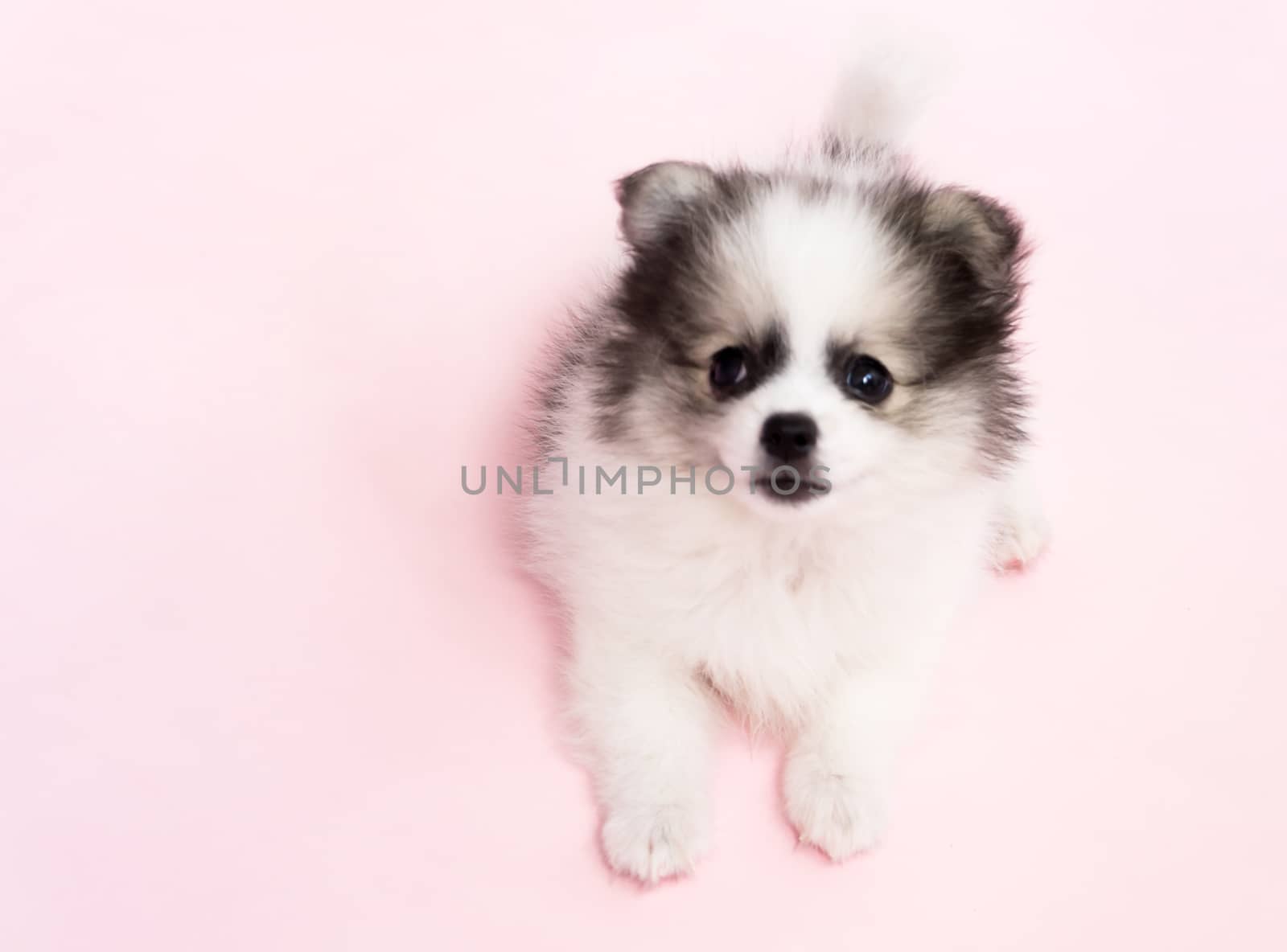 Cute baby pomeranian dog on pink background for pet health care concept, selective focus