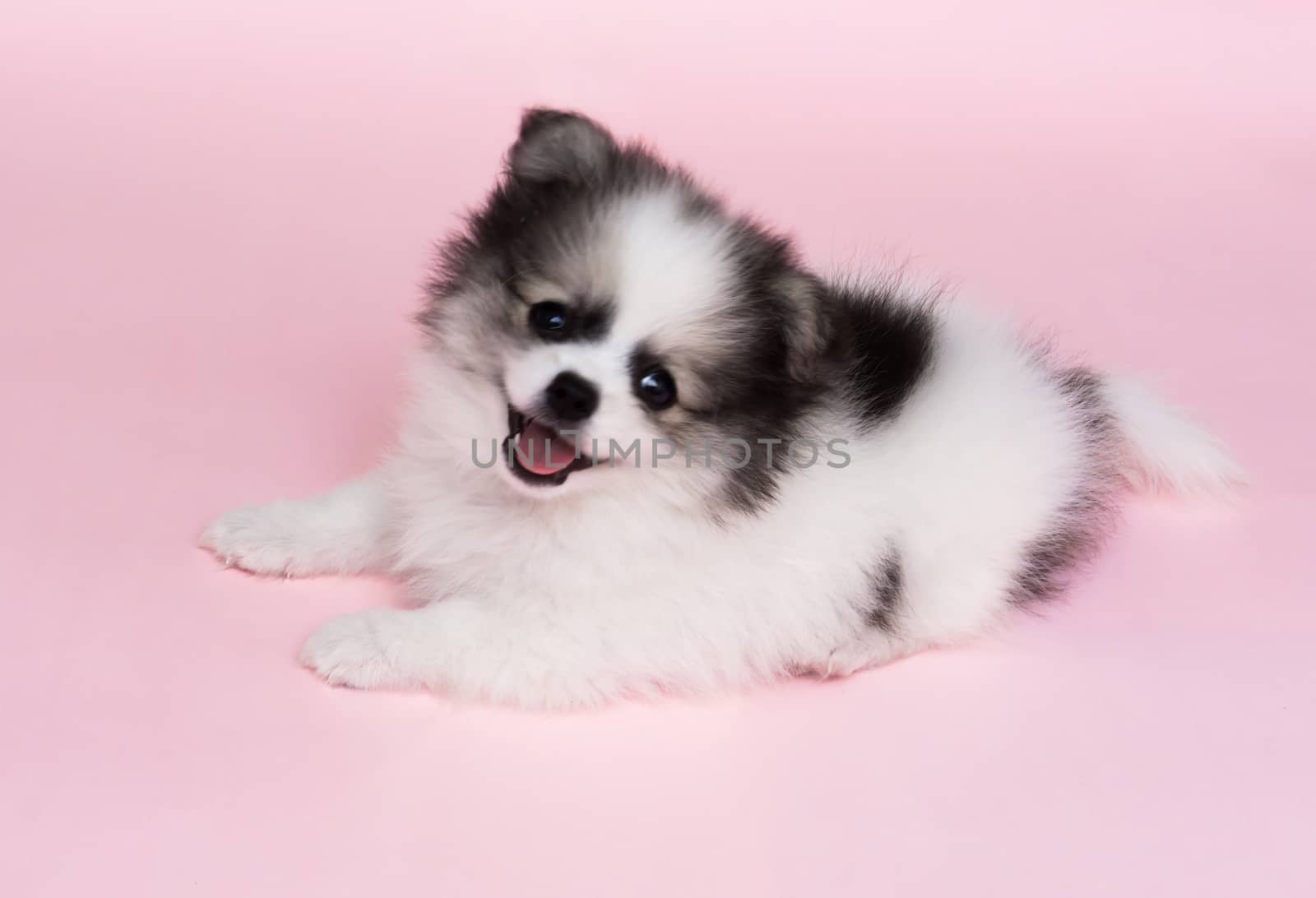 Cute baby pomeranian dog on pink background for pet health care concept, selective focus