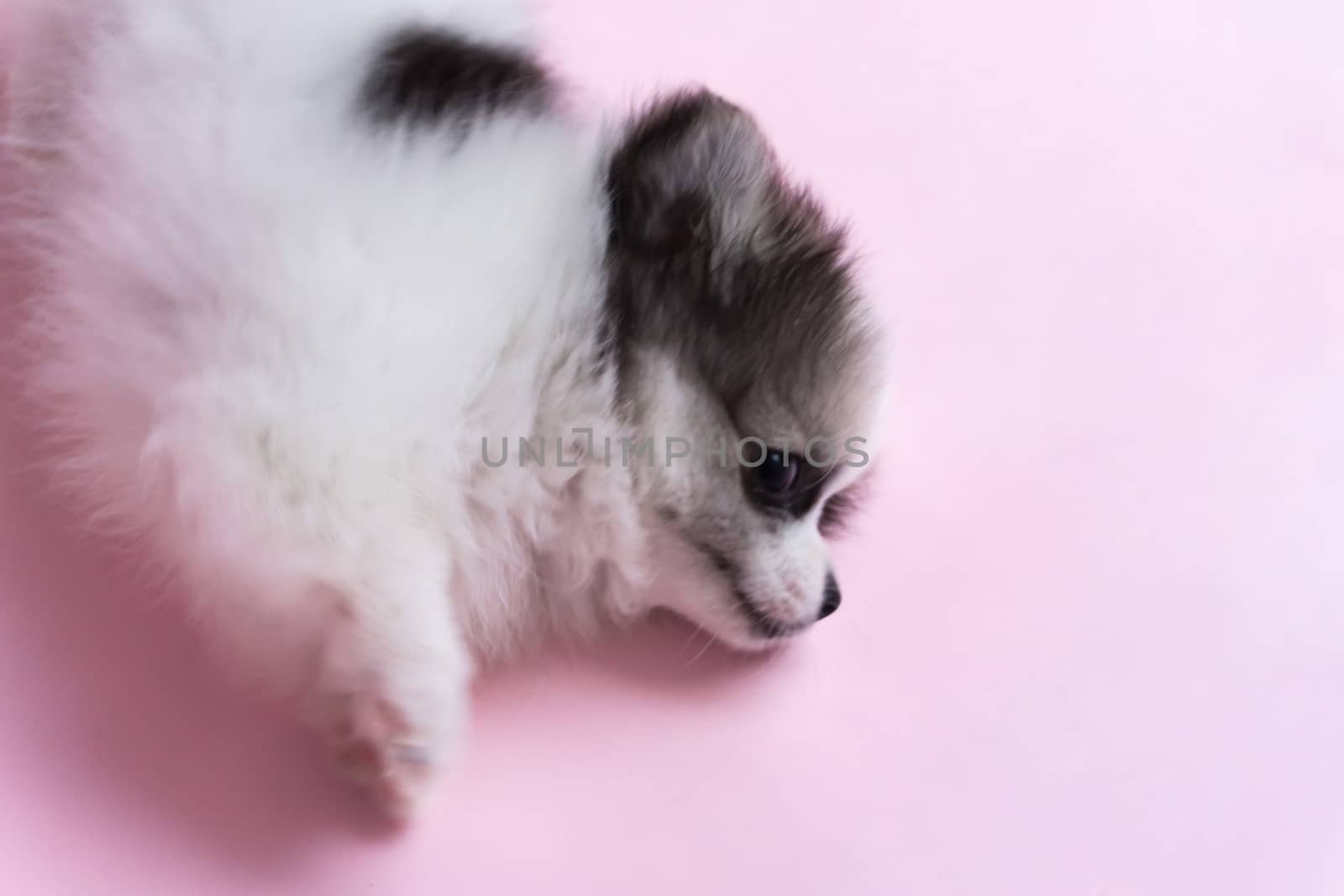 Closeup cute baby pomeranian dog on pink background for pet health care concept, selective focus