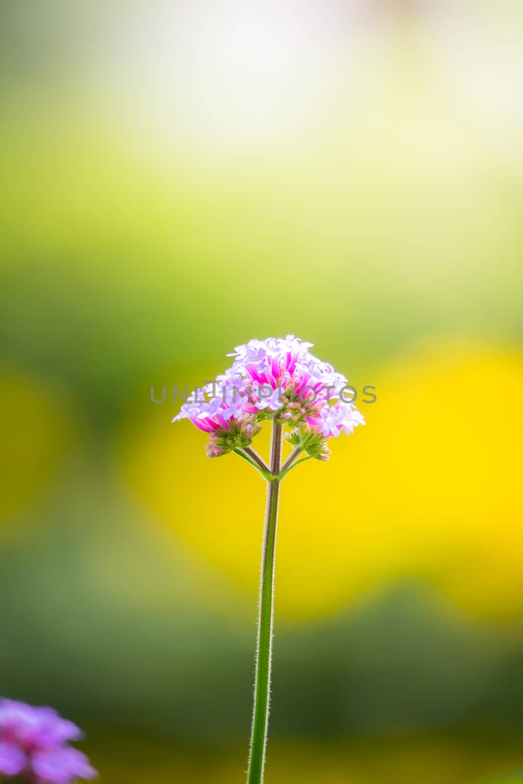 The background image of the colorful flowers by teerawit