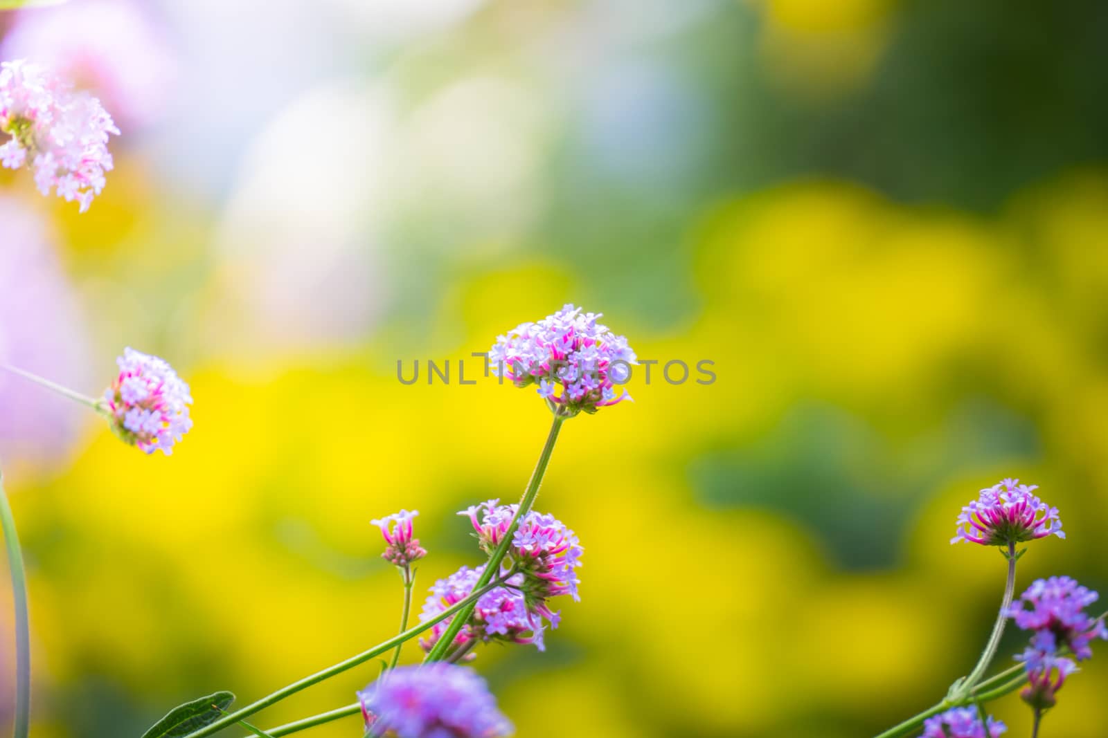 The background image of the colorful flowers, background nature