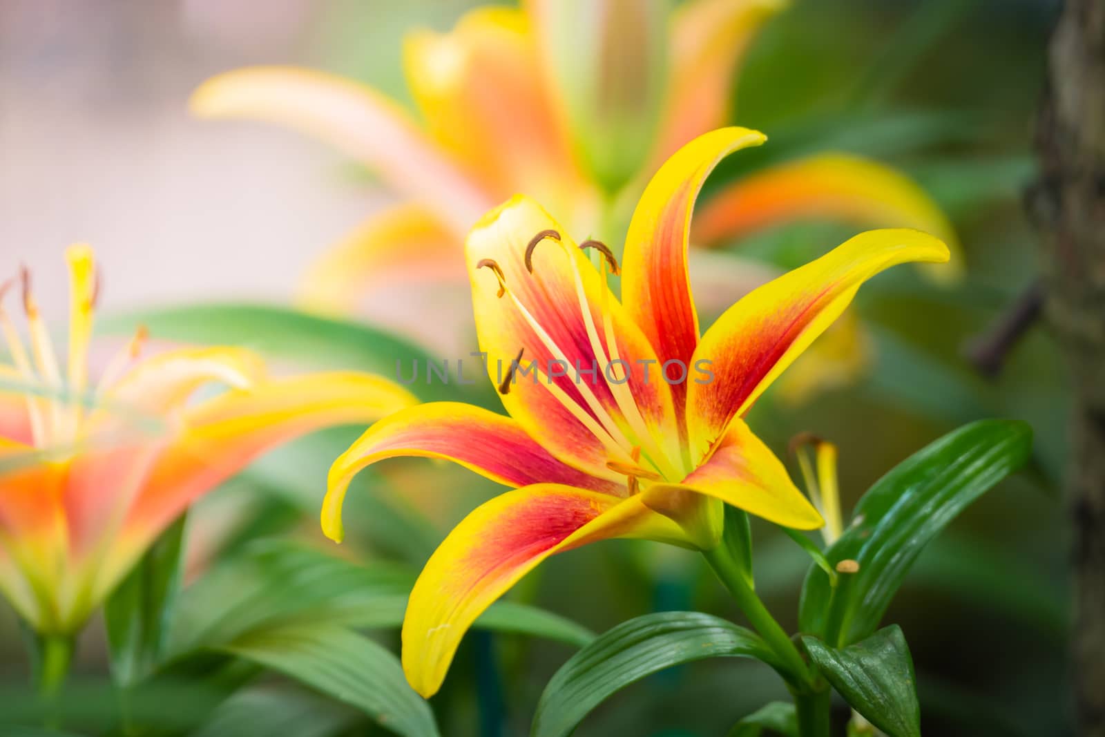 The background image of the colorful flowers, background nature