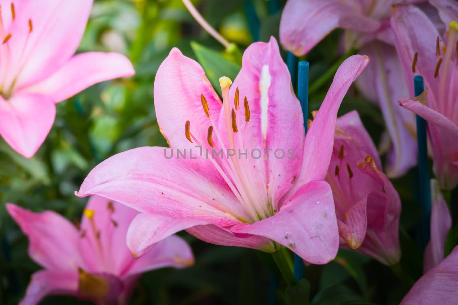 The background image of the colorful flowers, background nature