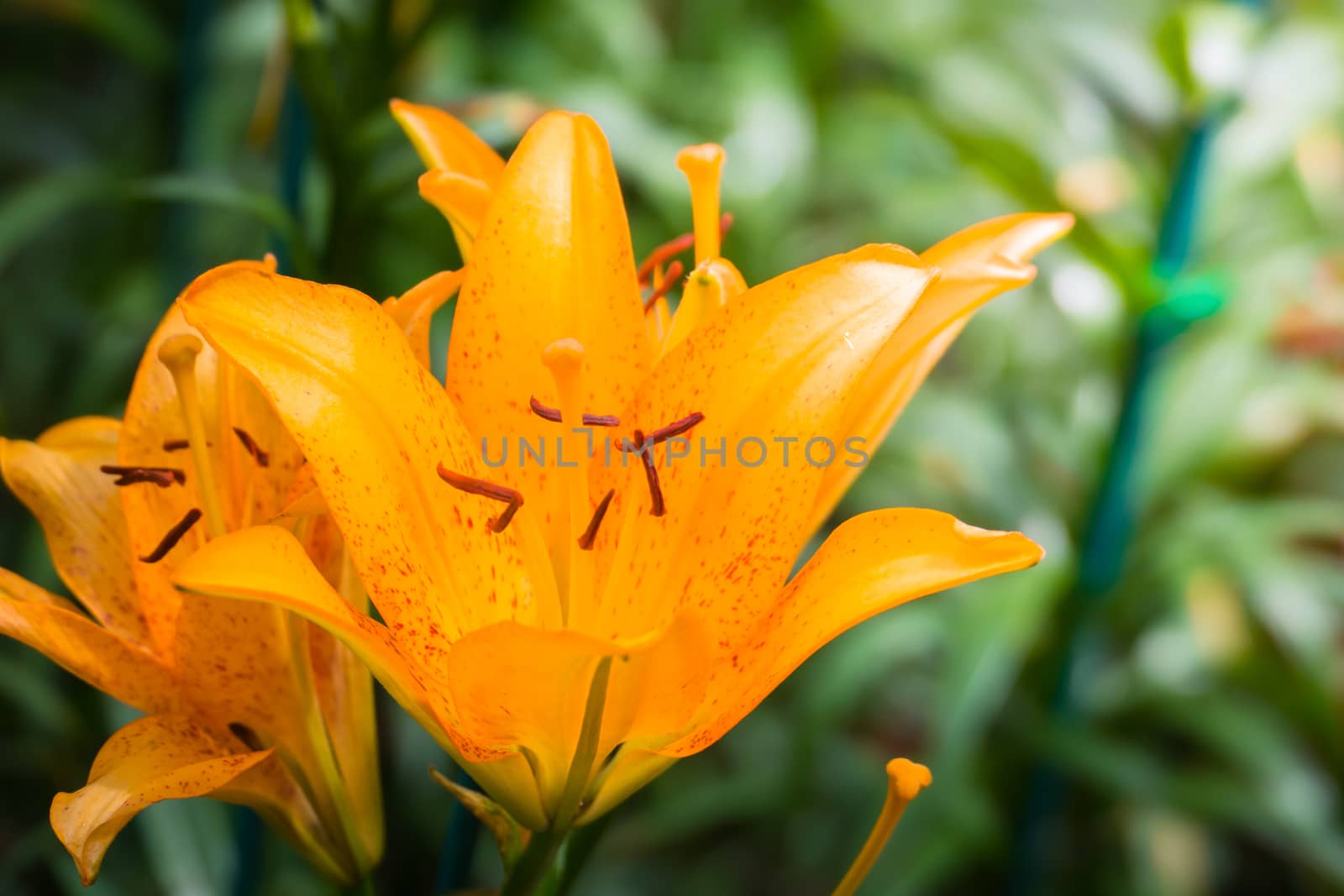 The background image of the colorful flowers, background nature