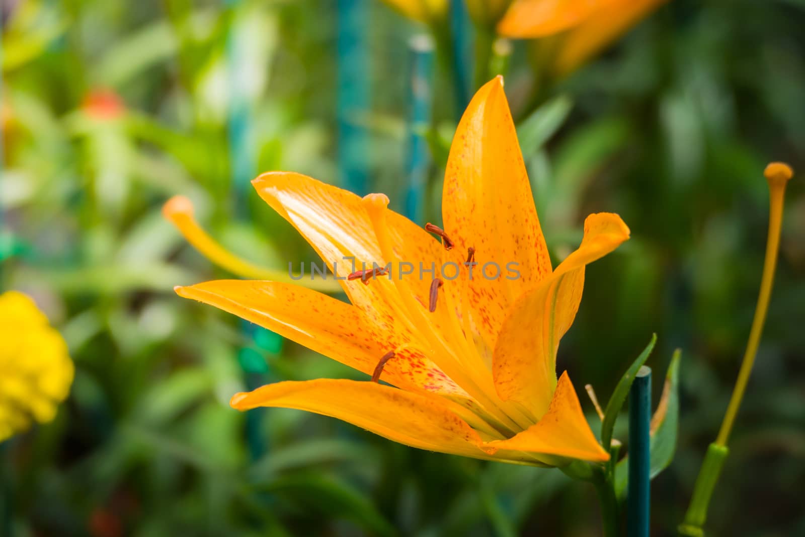 The background image of the colorful flowers, background nature