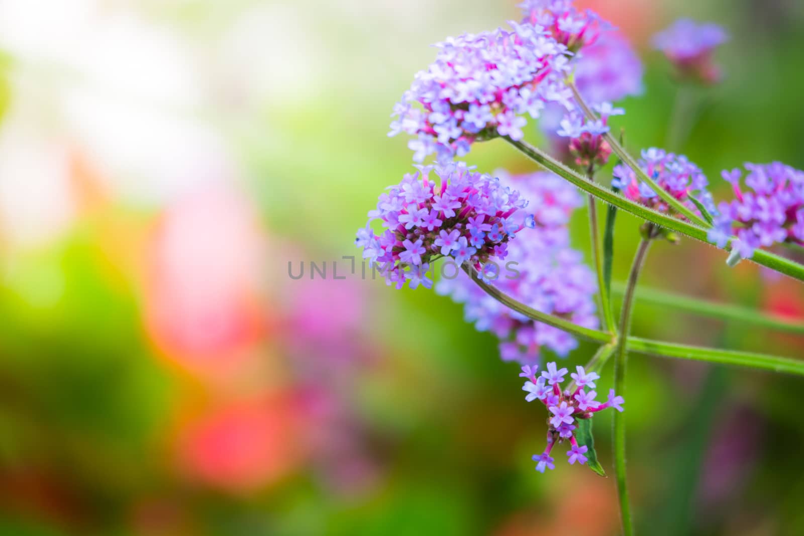 The background image of the colorful flowers by teerawit