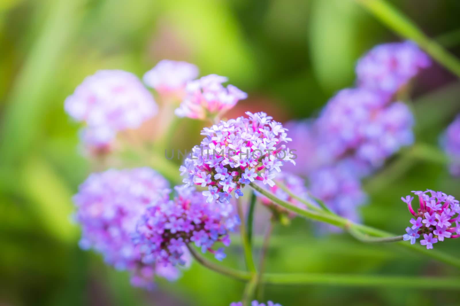 The background image of the colorful flowers by teerawit