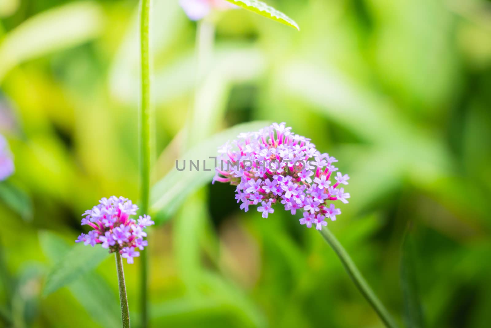 The background image of the colorful flowers, background nature