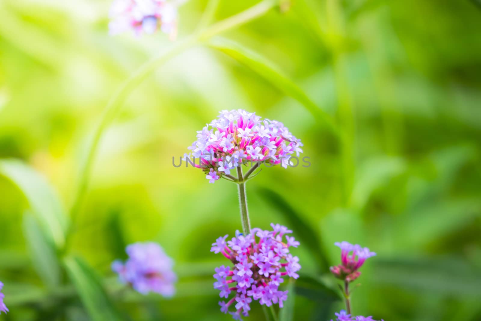 The background image of the colorful flowers by teerawit