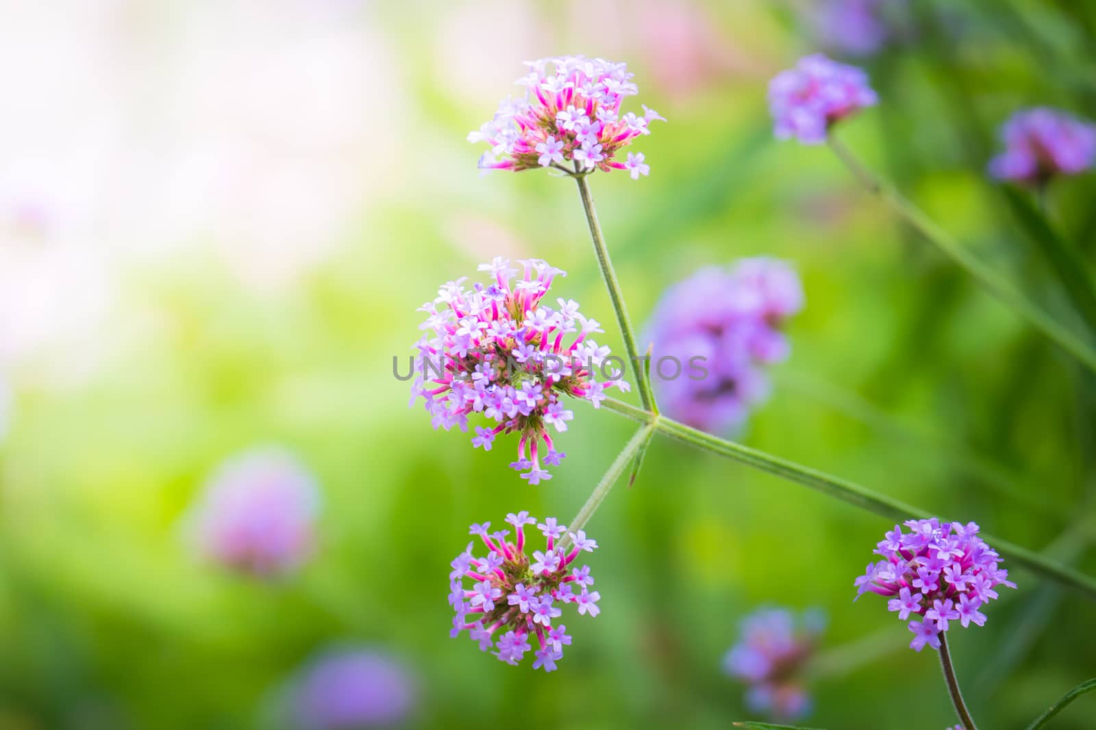 The background image of the colorful flowers by teerawit