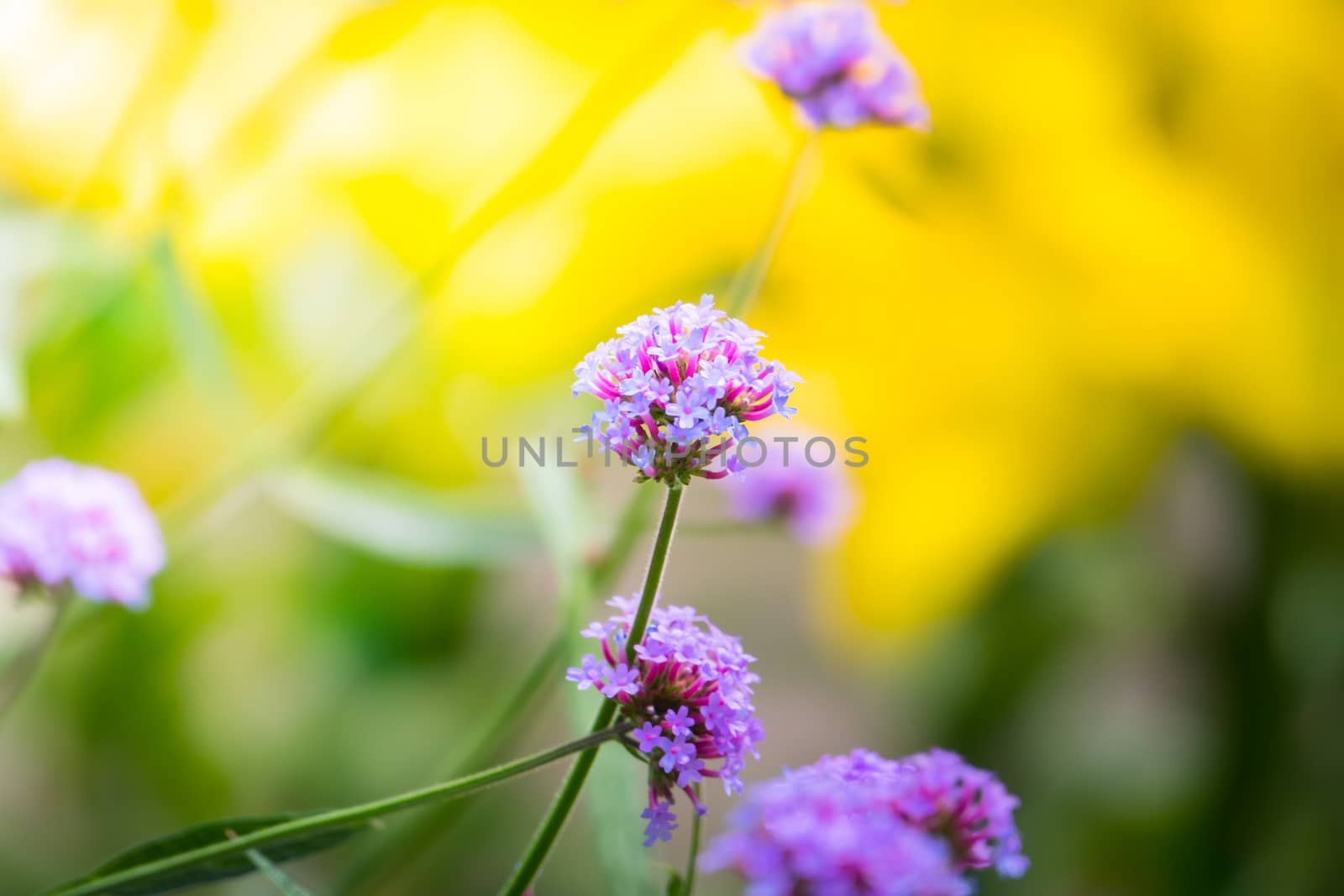 The background image of the colorful flowers by teerawit