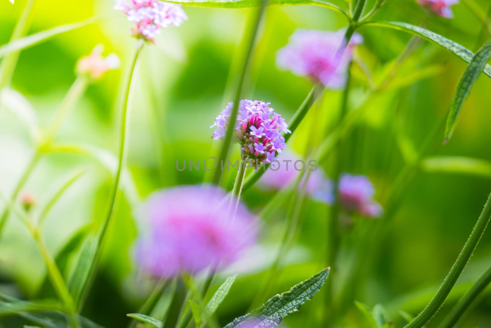 The background image of the colorful flowers, background nature