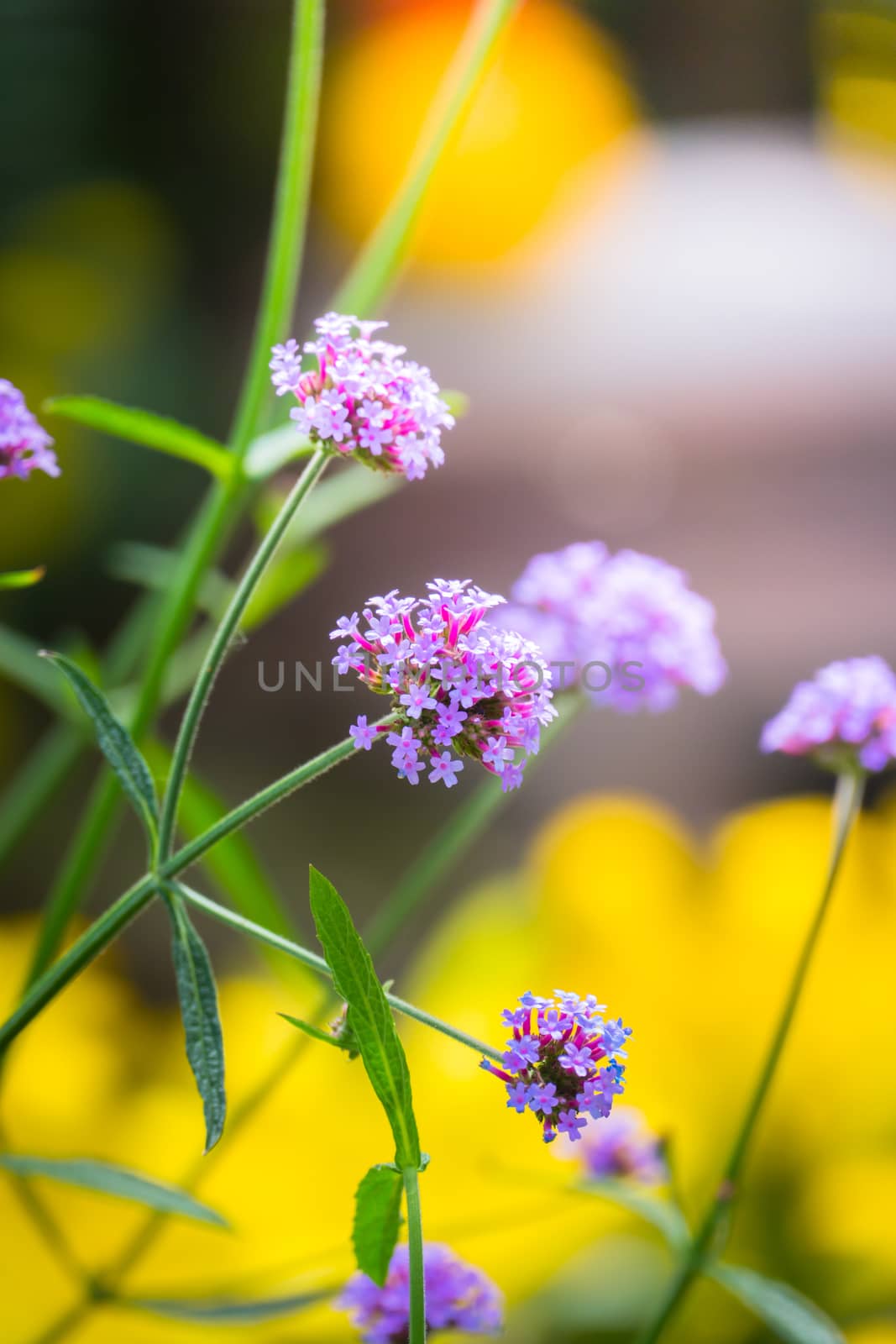 The background image of the colorful flowers by teerawit