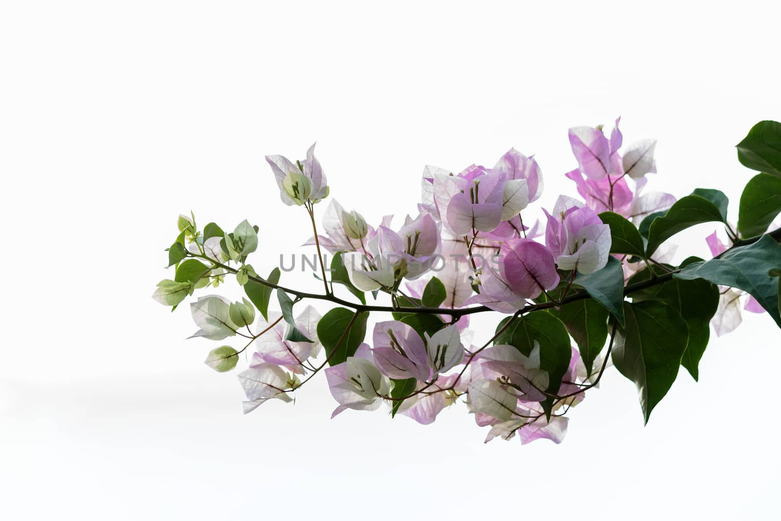 Pink flowers, white backdrop