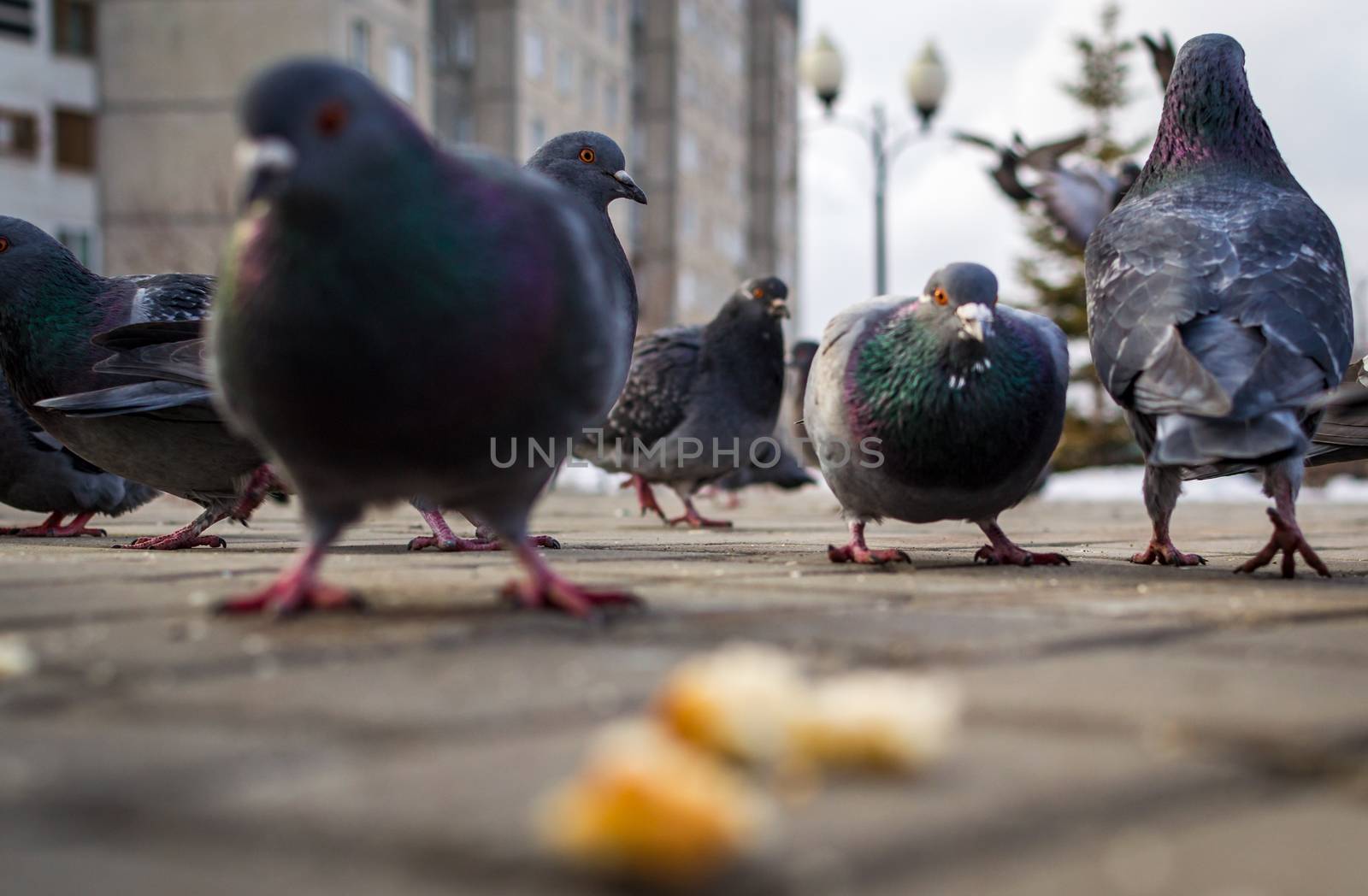 a lot of pigeons in park winter sibiria