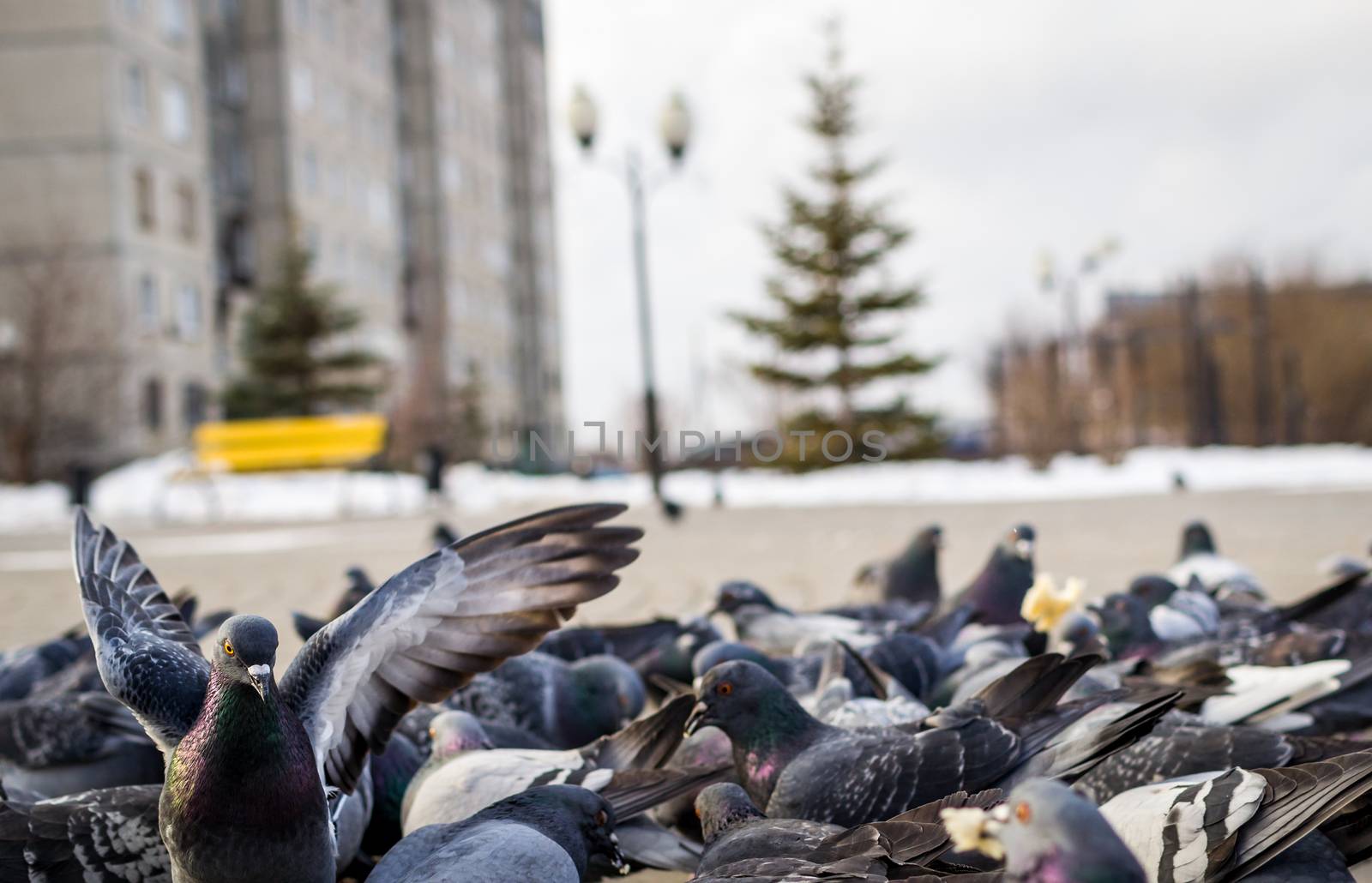 a lot of pigeons in park winter sibiria