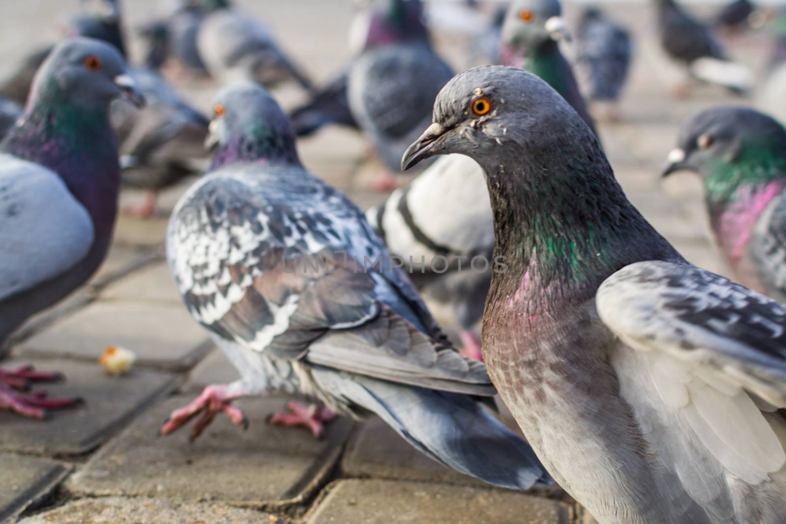 a lot of pigeons in park winter sibiria