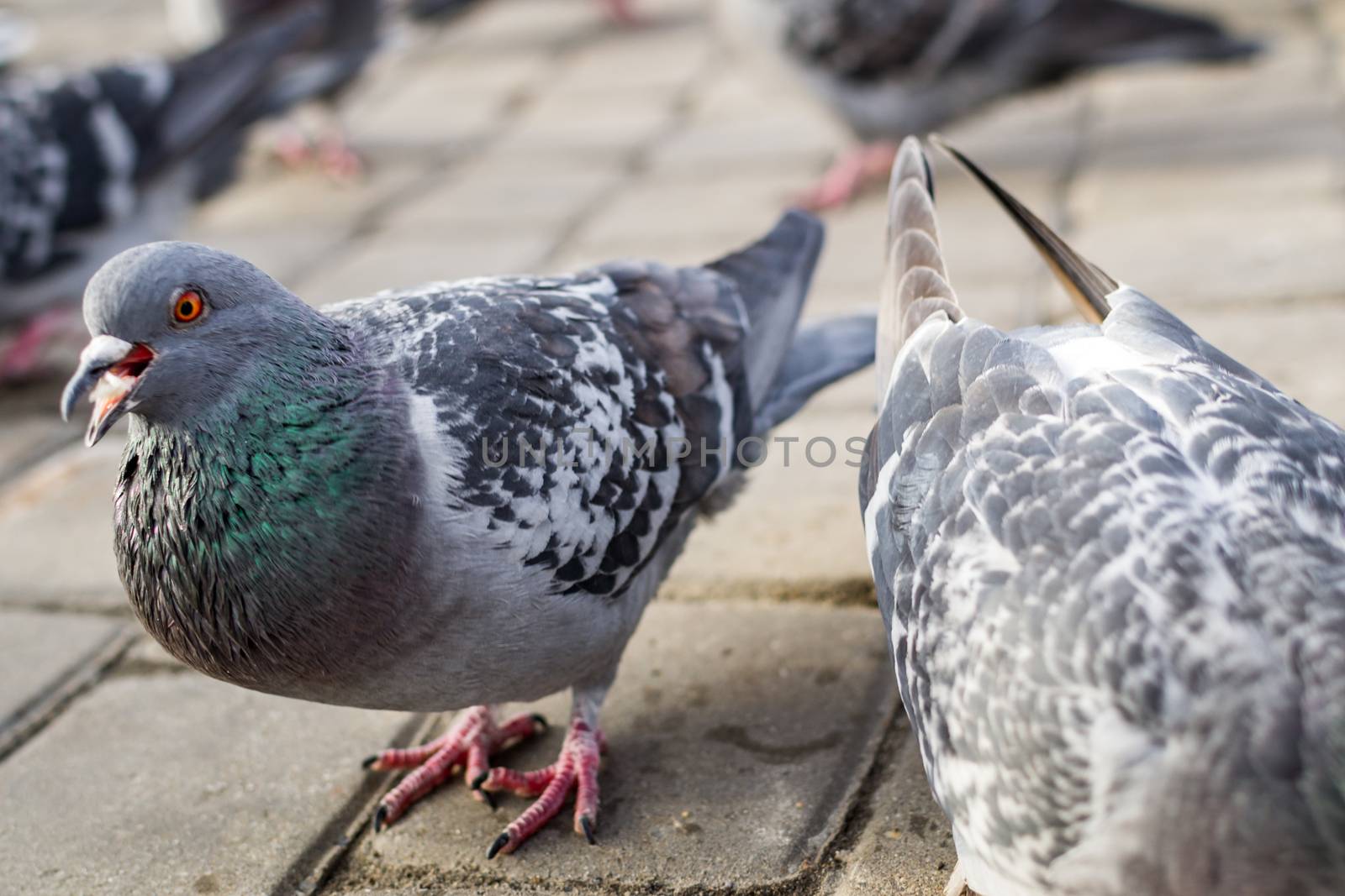 a lot of pigeons in park winter sibiria