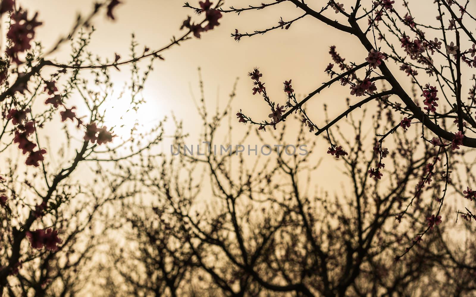 rural landscape, blooming peach garden, agricultural industry
