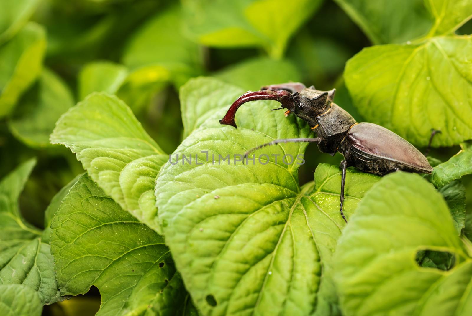 Big black beetle with horns on green foliage