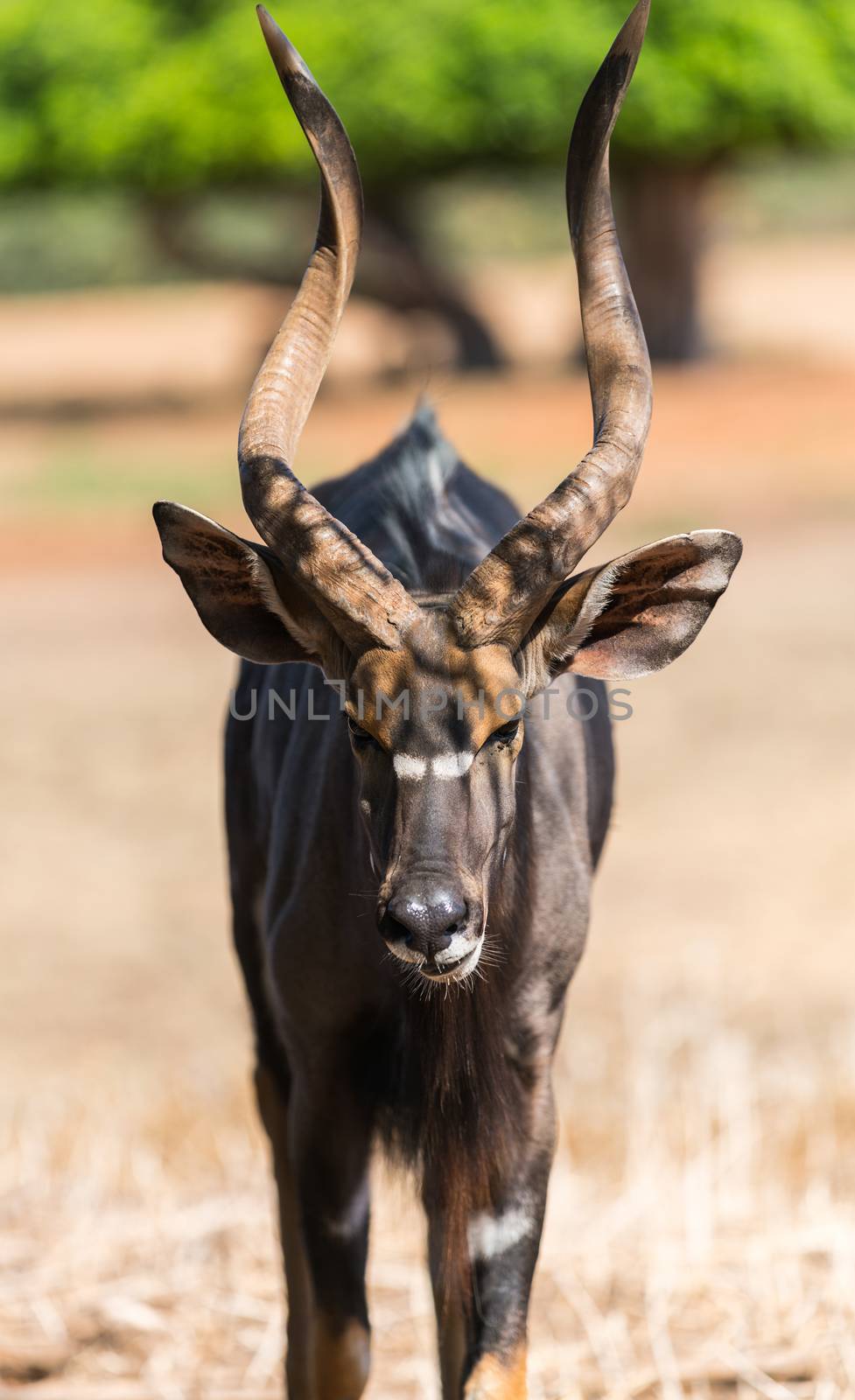 animal antelope bongo  by MegaArt