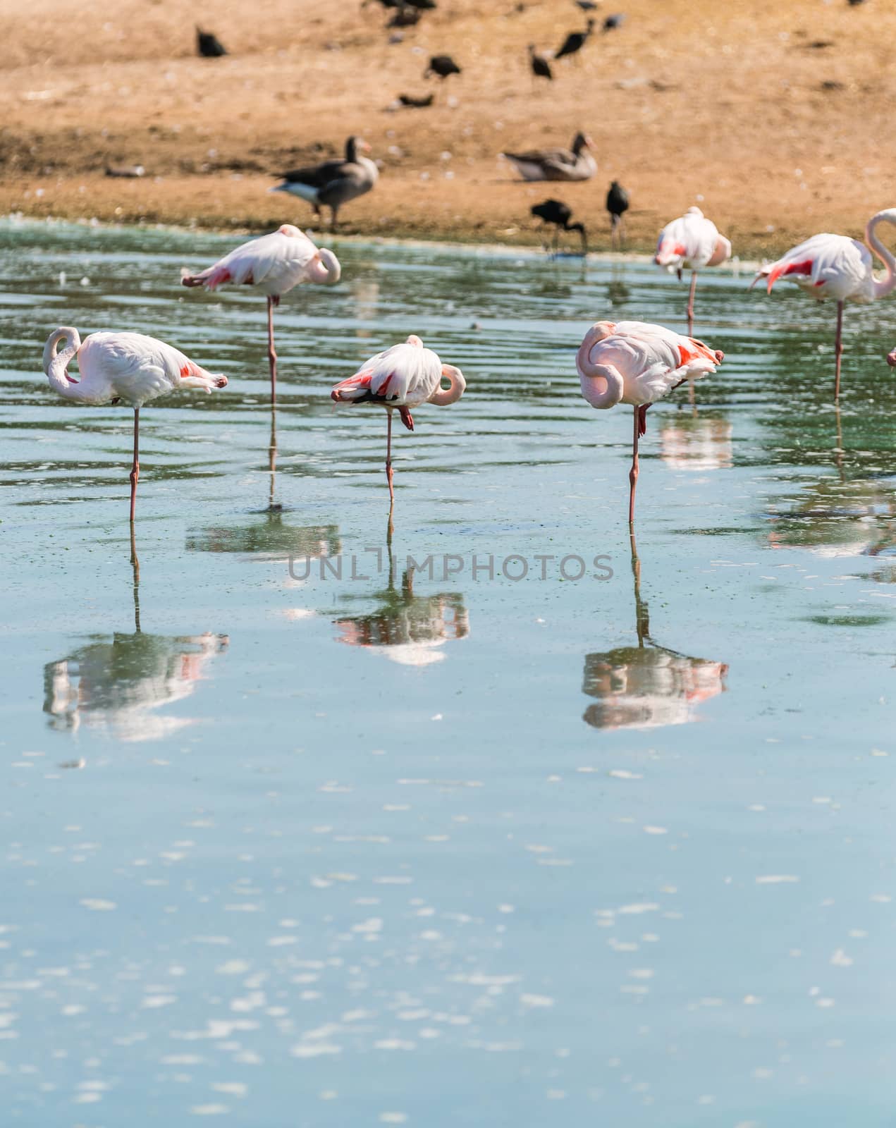 wild nature landscape, pink flamingos in the water