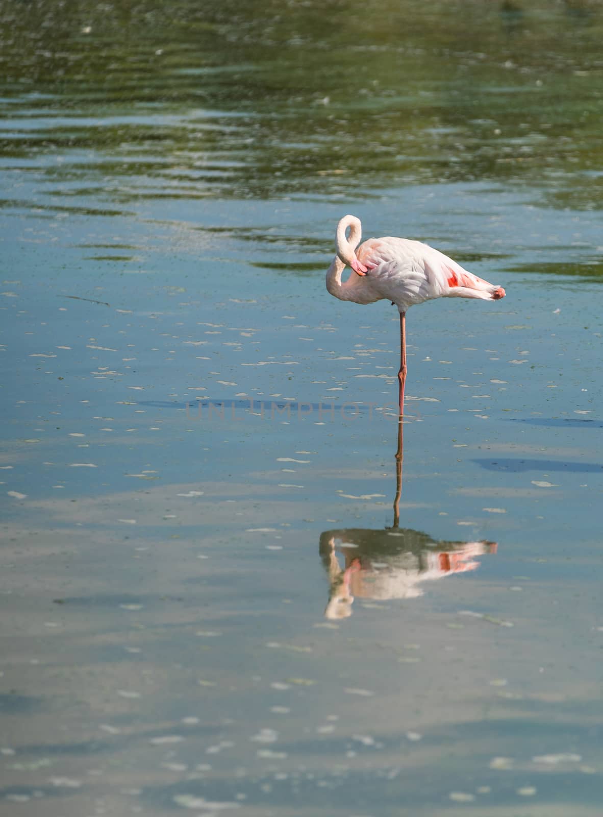 wild nature landscape, pink flamingo in the water