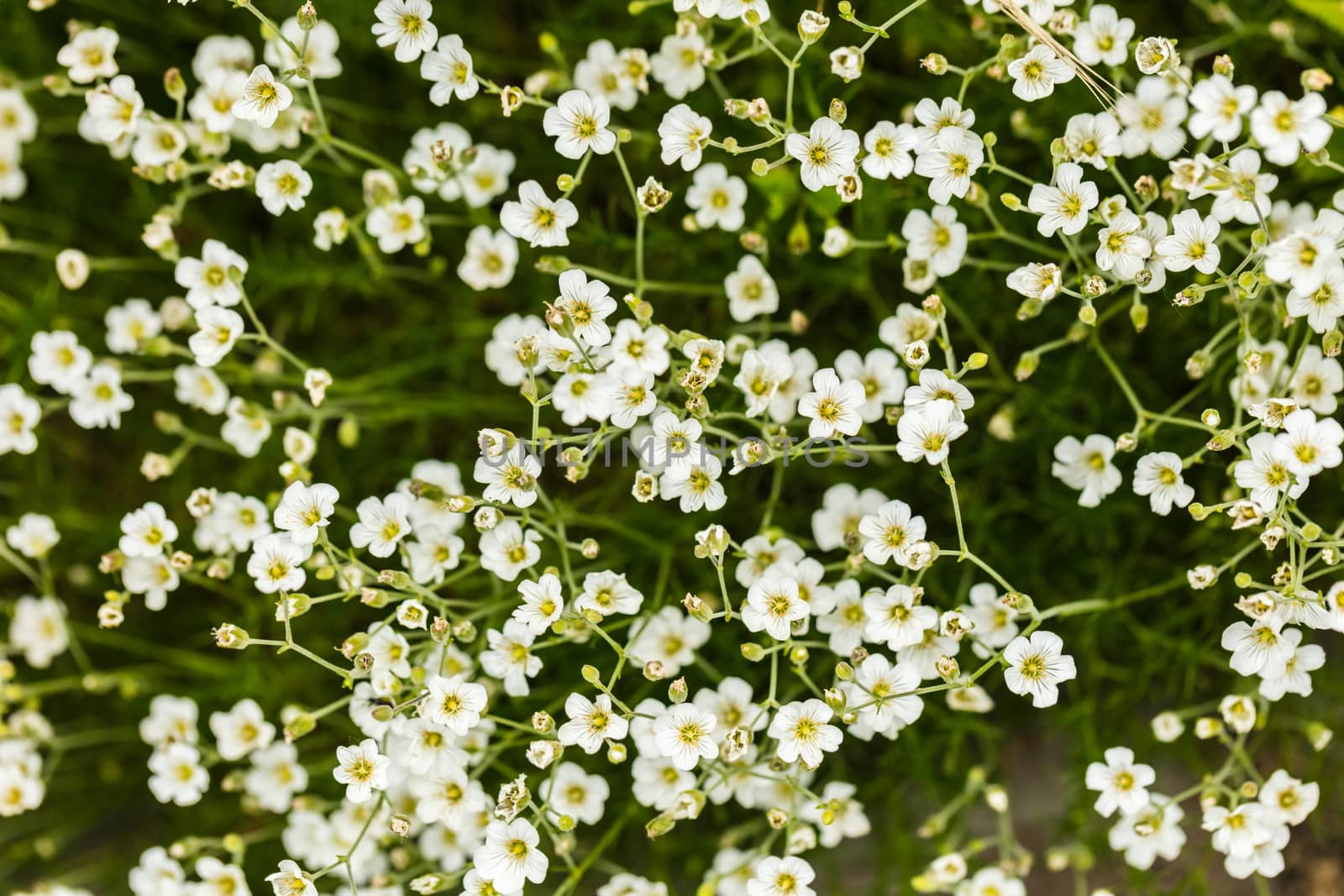 natural background of small white growing flowers close-up