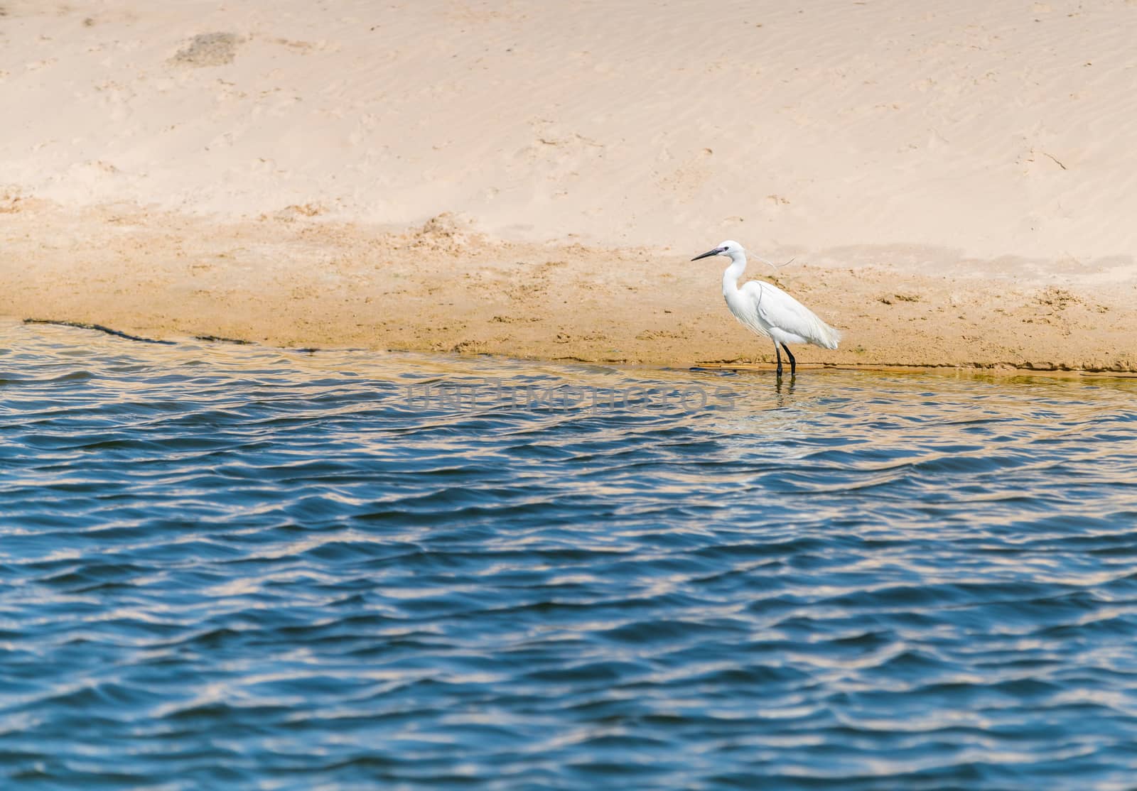 wildlife landscape, bird white heron in the water