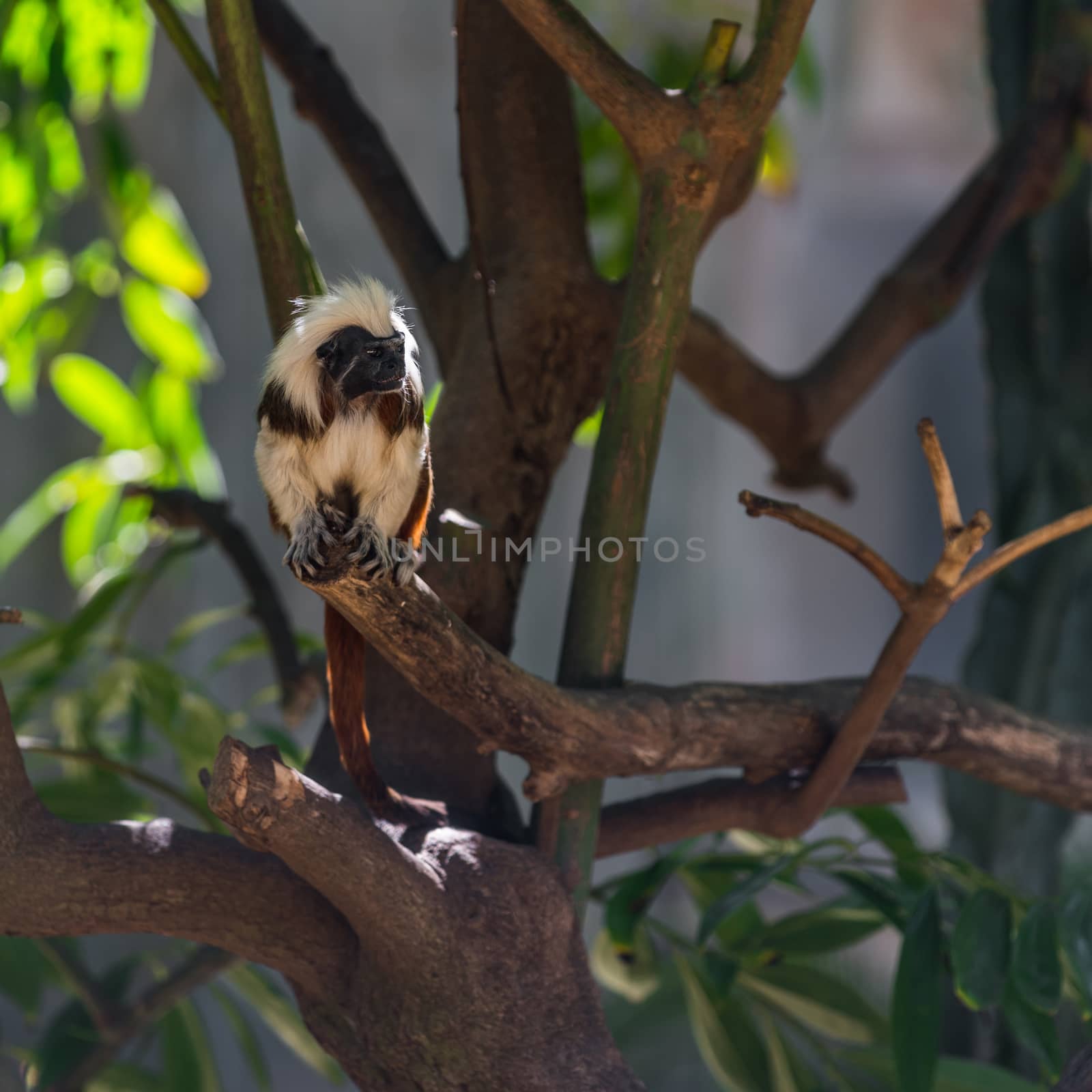 monkey tamarin sitting on a tree in the wild