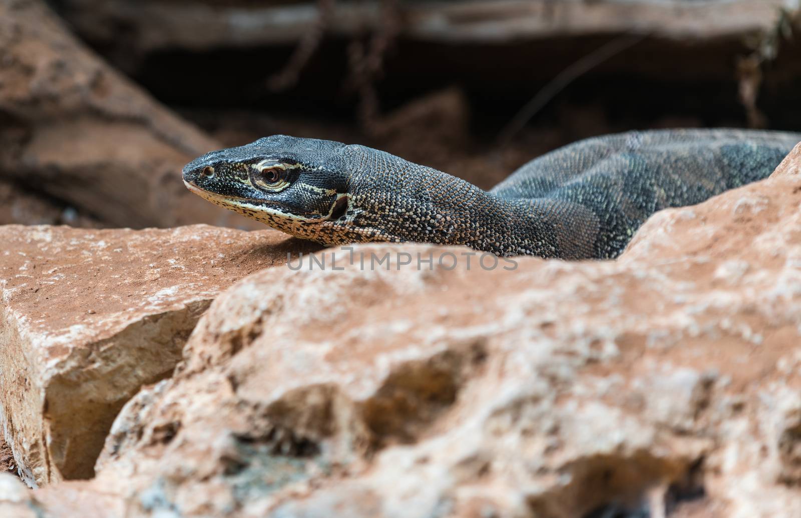  lizard lying on a stone close-up in the wild