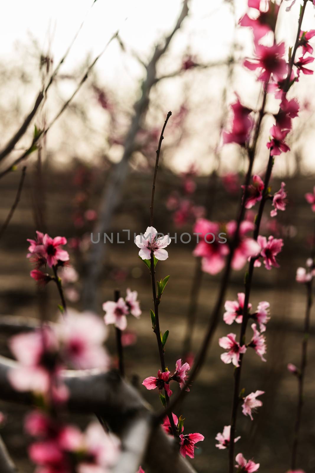 rural landscape, blooming peach garden, agricultural industry