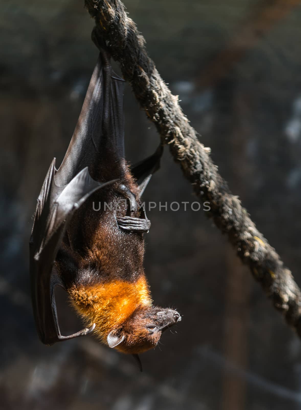 flying foxes close-up by MegaArt