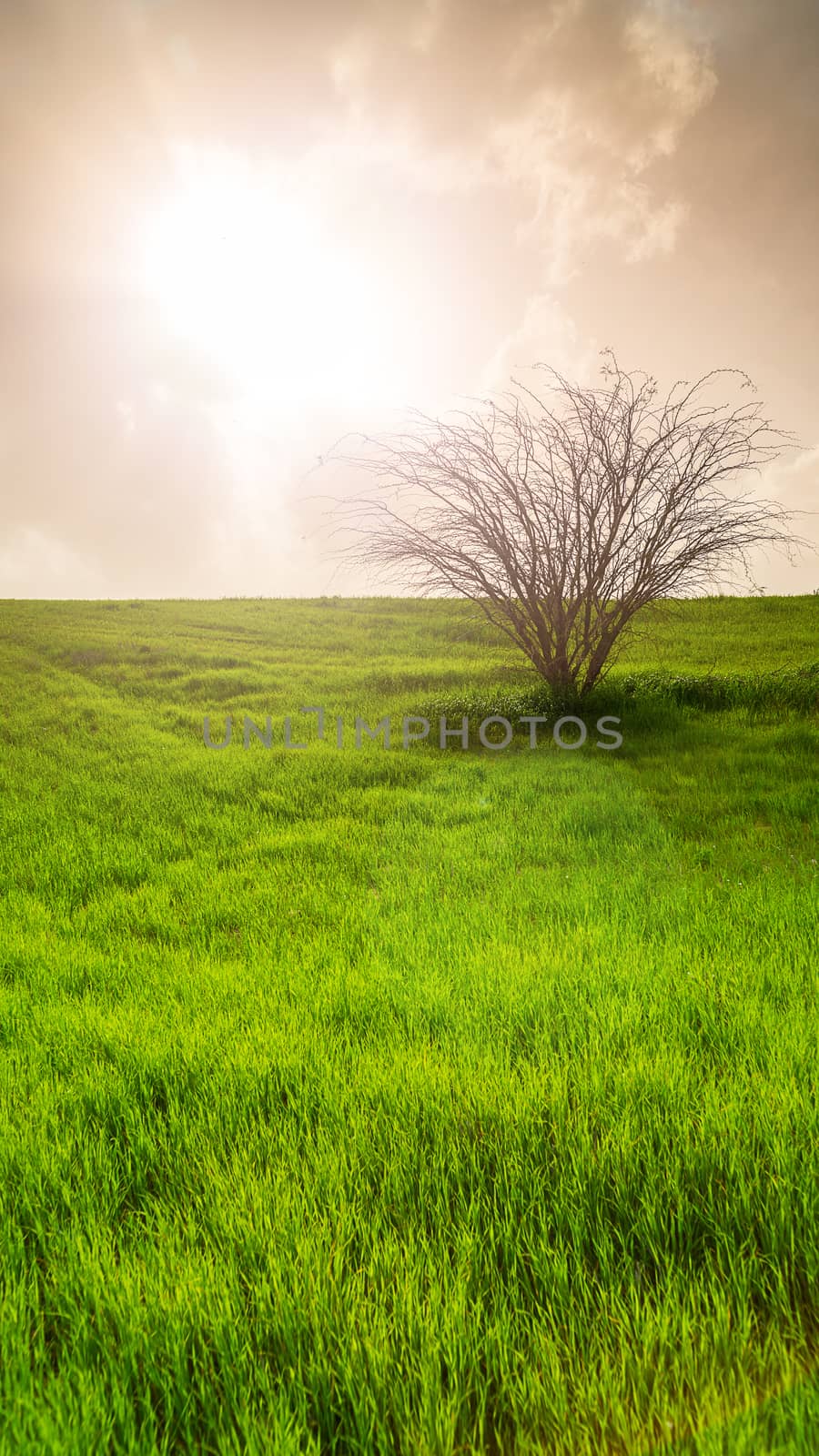 rural landscape, field with green grass and tree