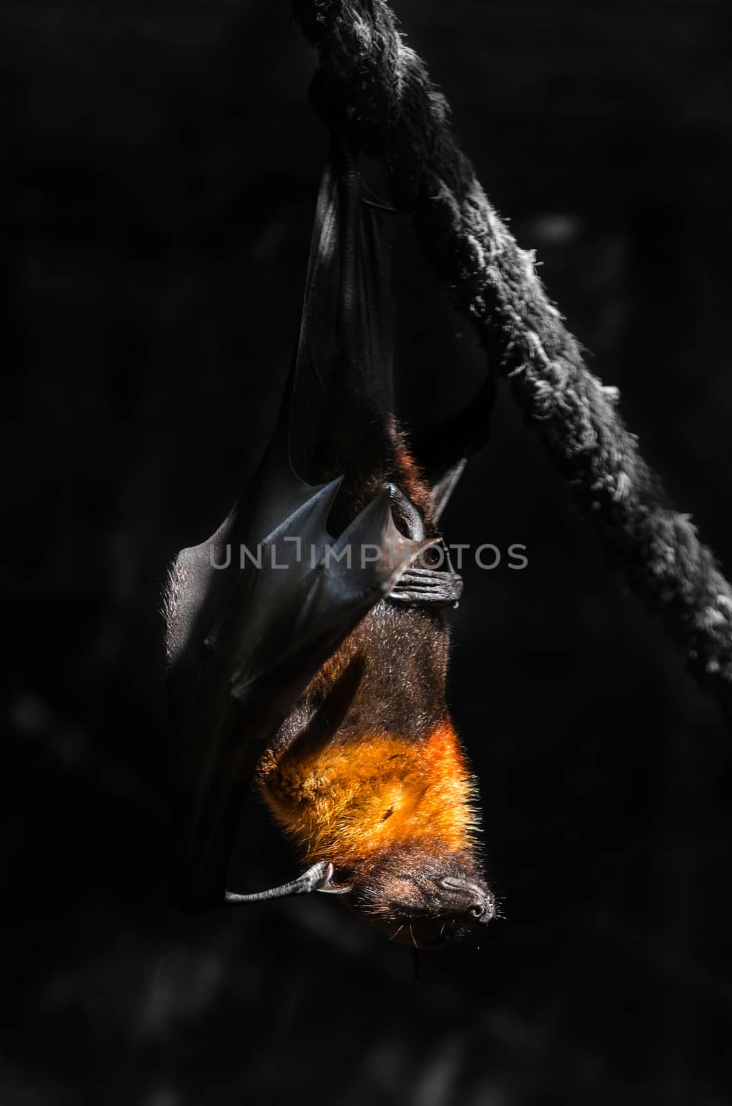 flying foxes in the wild nature close-up