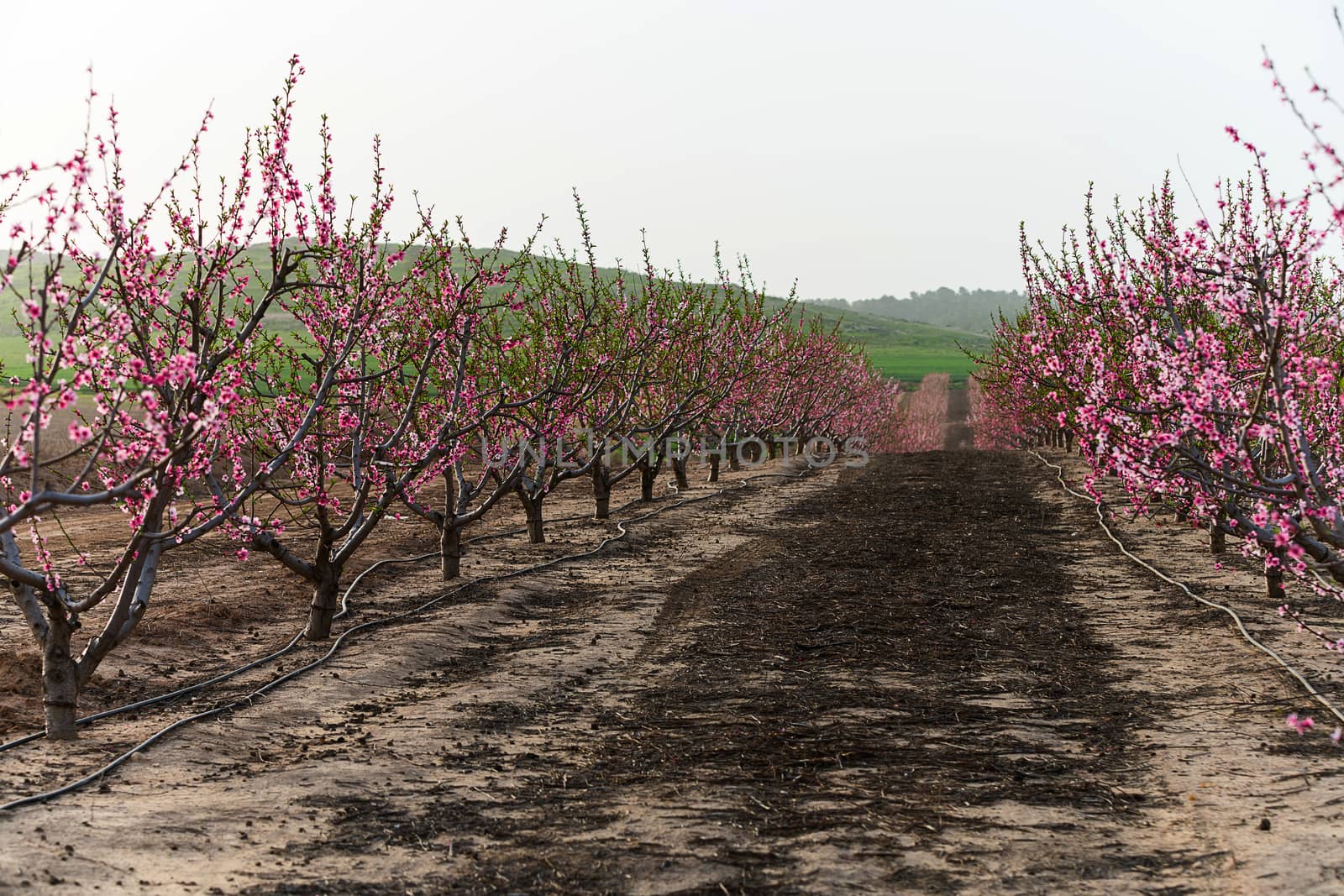 rural landscape, blooming peach garden, agricultural industry