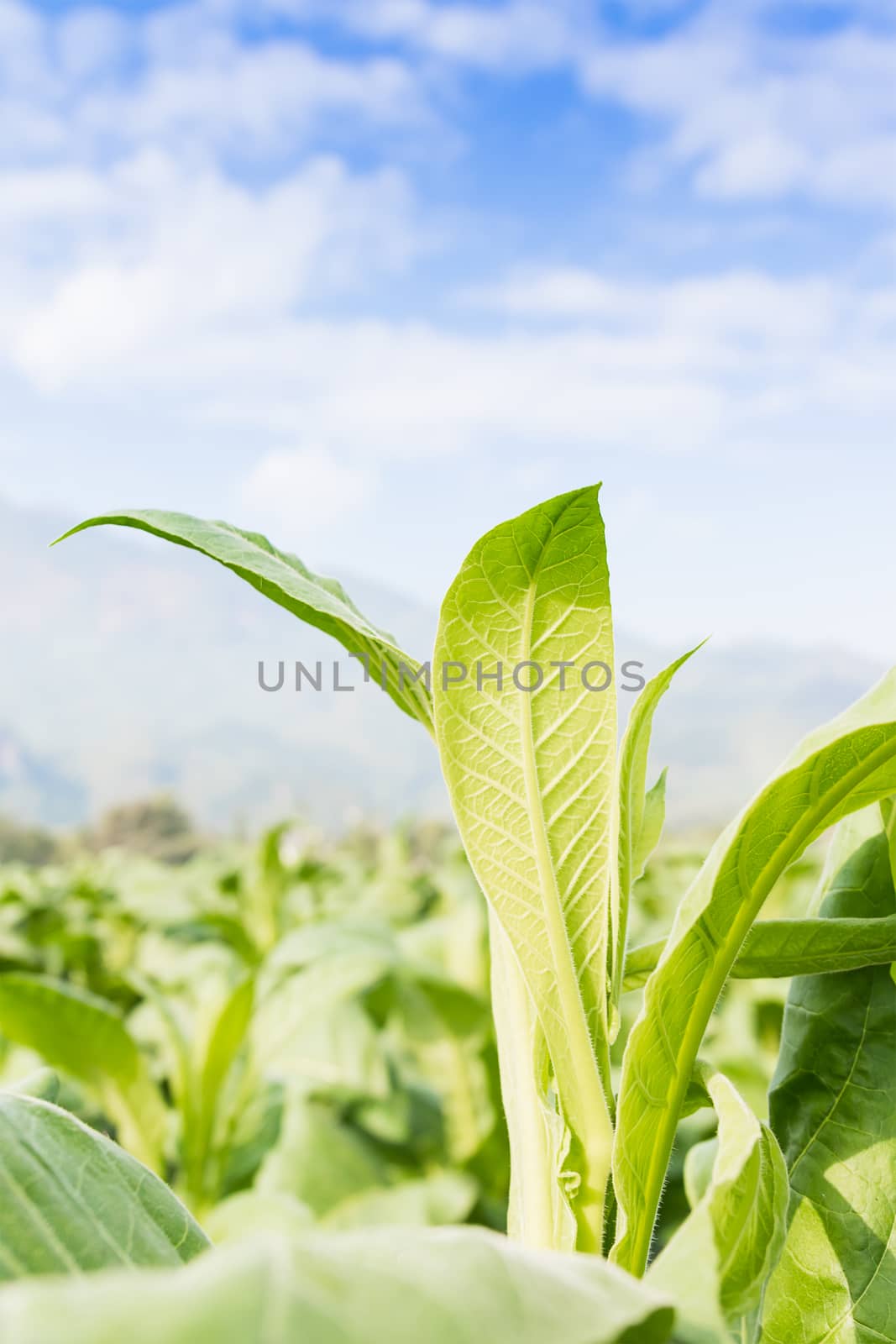 Close up Common tobacco, the Nicotiana tabacum is an annually-growing herbaceous plant