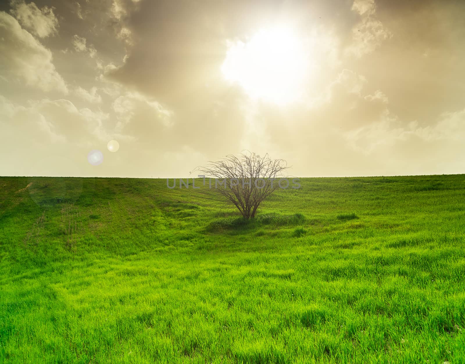 rural landscape, field with green grass and tree