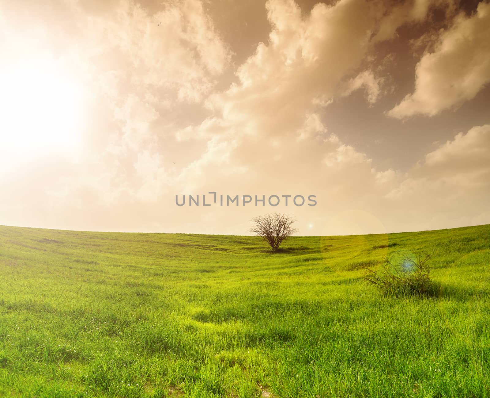 rural landscape, field with green grass and tree