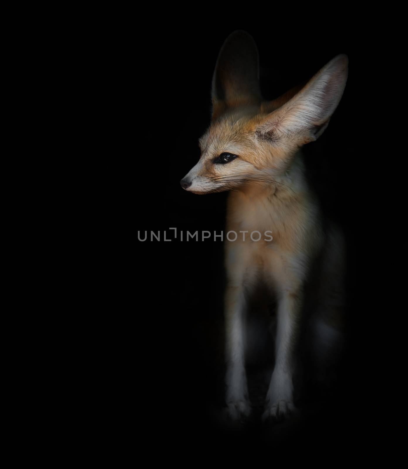 desert fox Fenech sitting on a black background