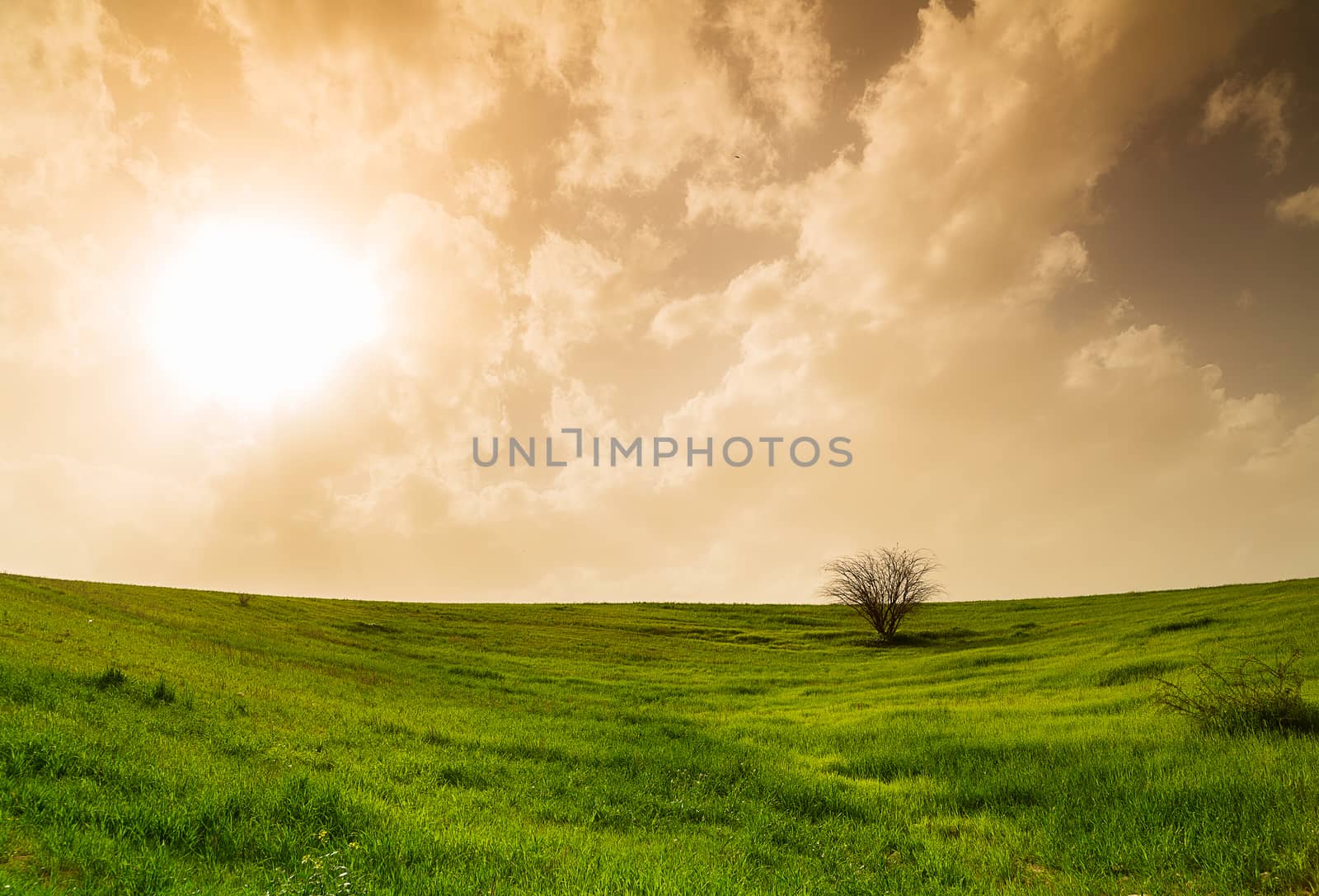 rural landscape, field with green grass and tree