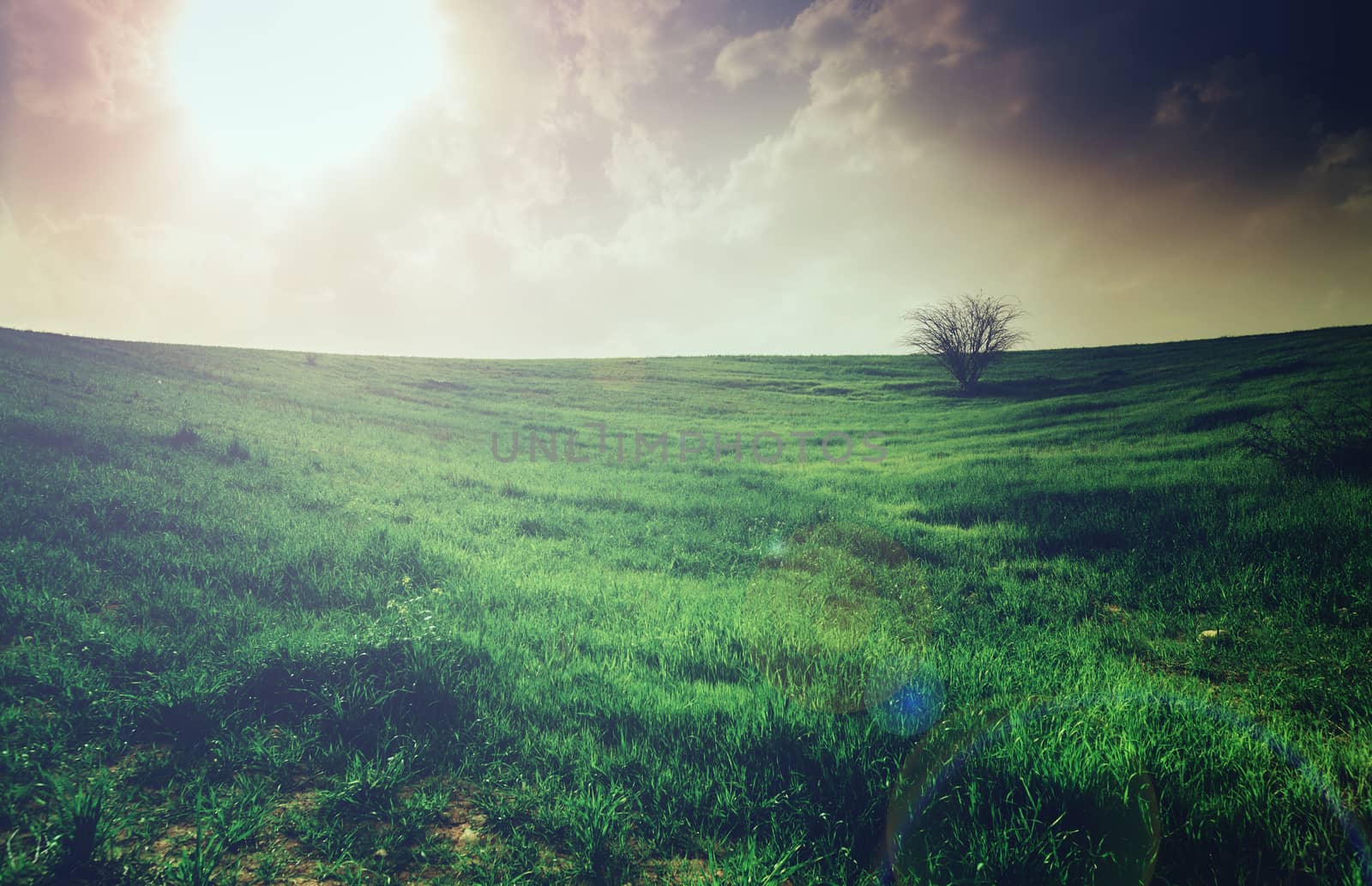 rural landscape, field with green grass and tree